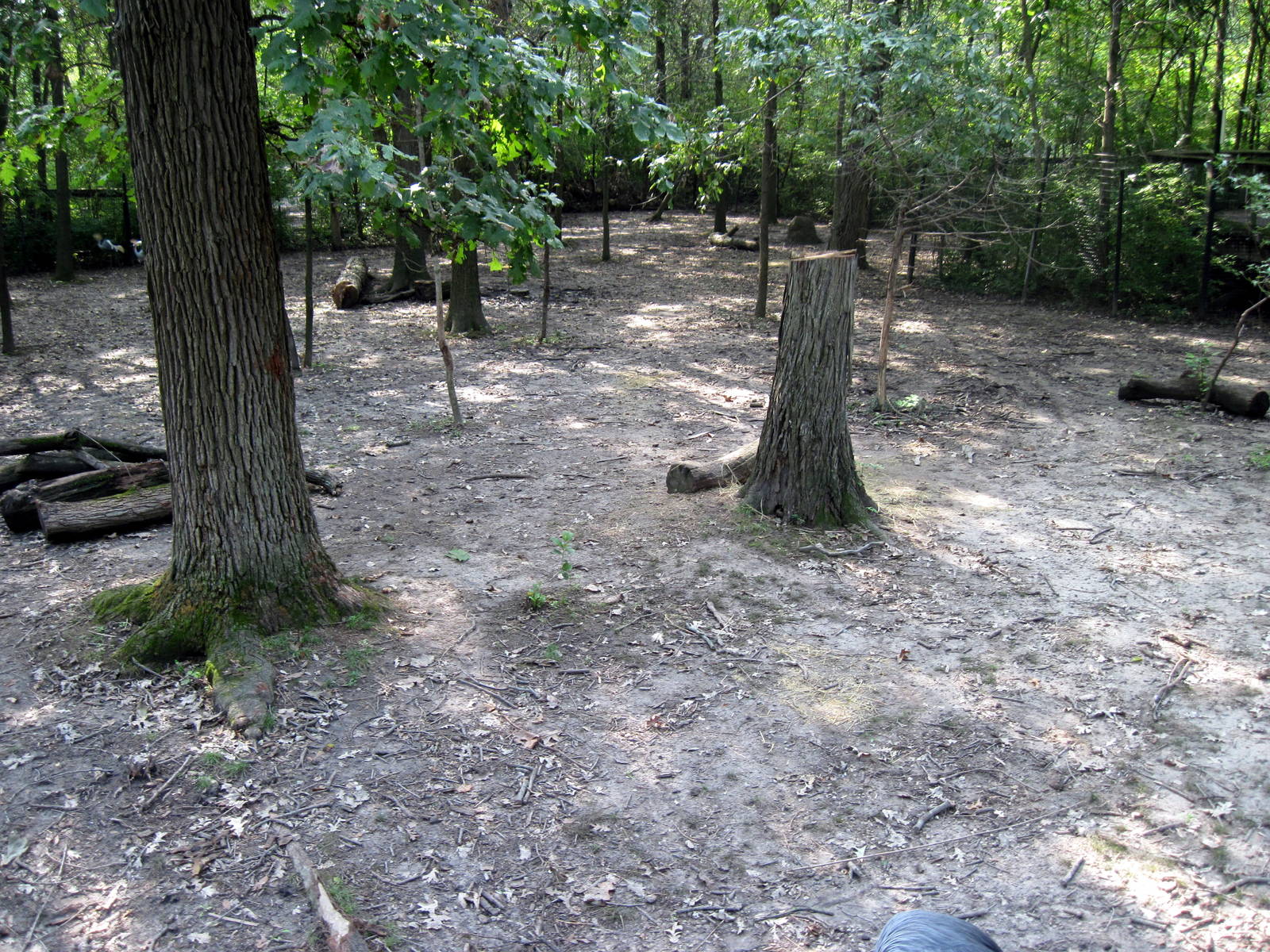 Africa-Bongo/African Crowned Crane Exhibit