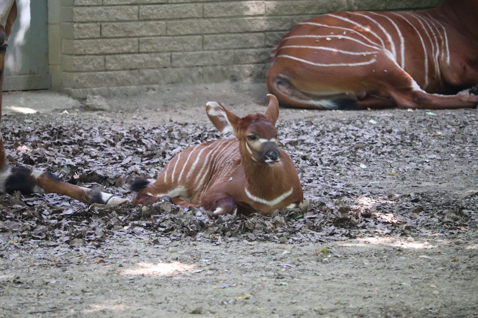 Africa - Bongo calf
