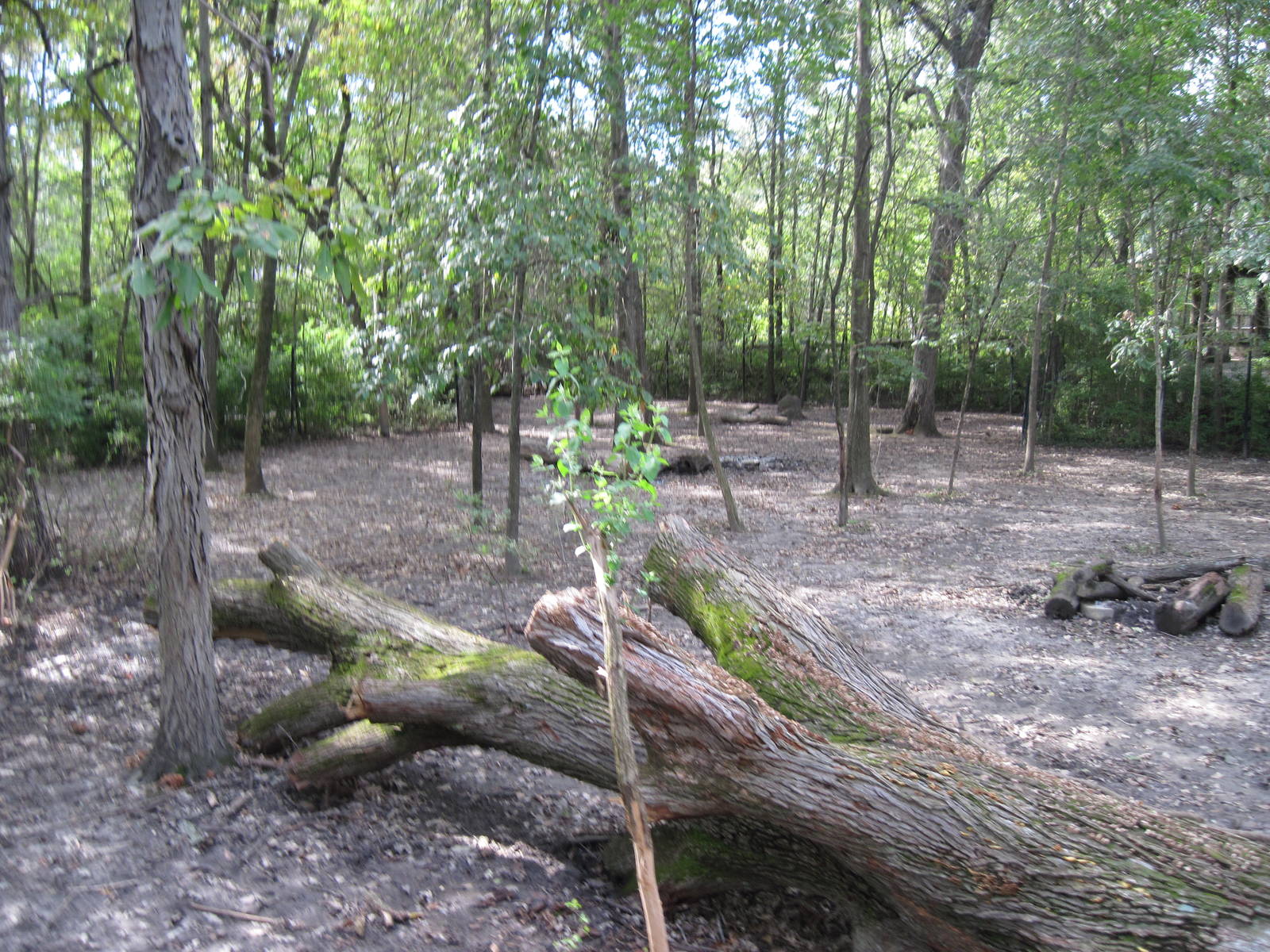 Africa-Bongo Exhibit