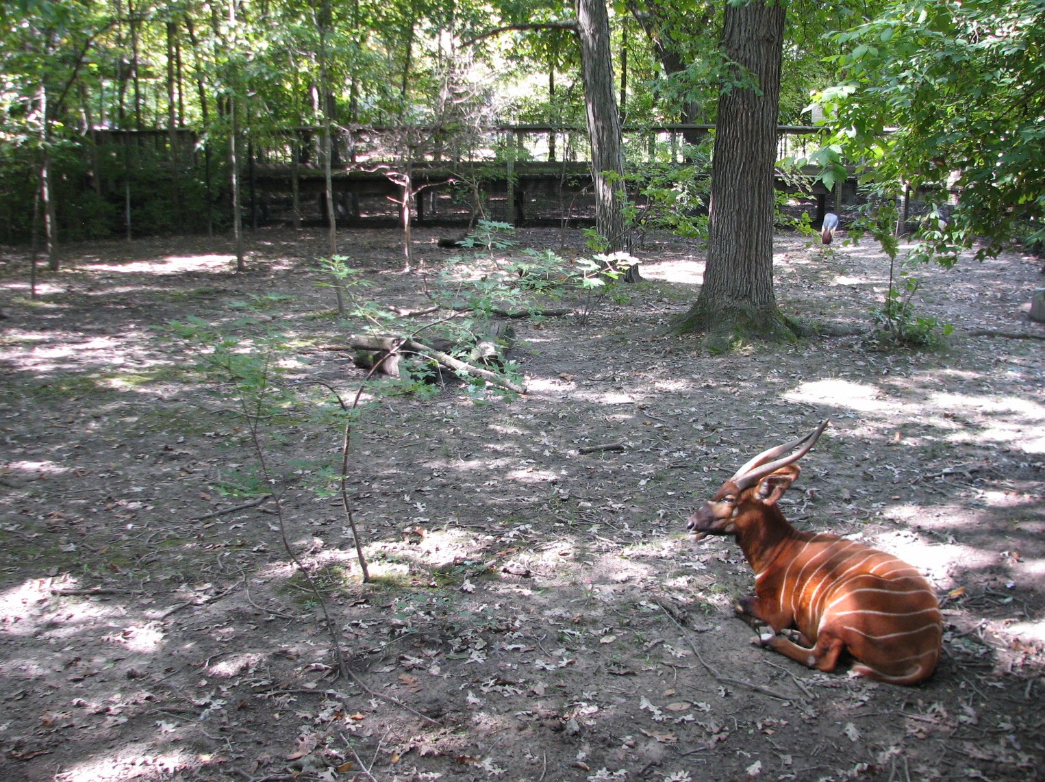 Africa - Bongo Exhibit