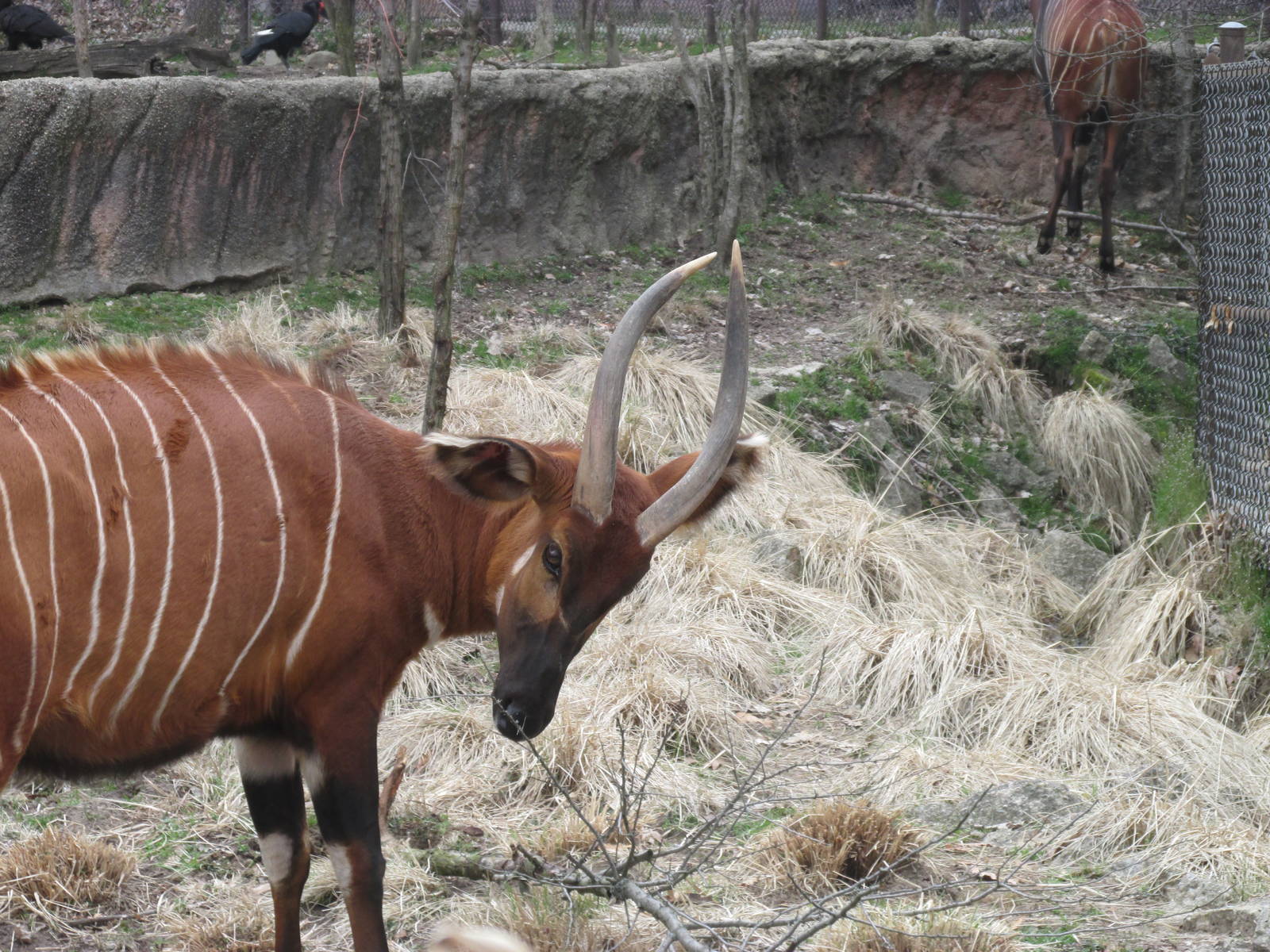 Africa Bongo