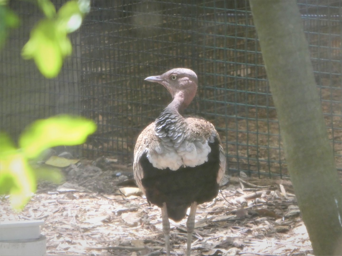 Africa - Buff-crested Bustard