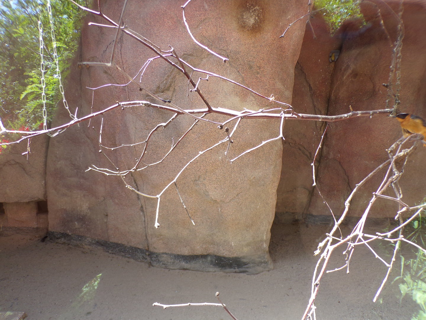 Africa- Cape ground squirrel and mixed bird indoors 13.7.23