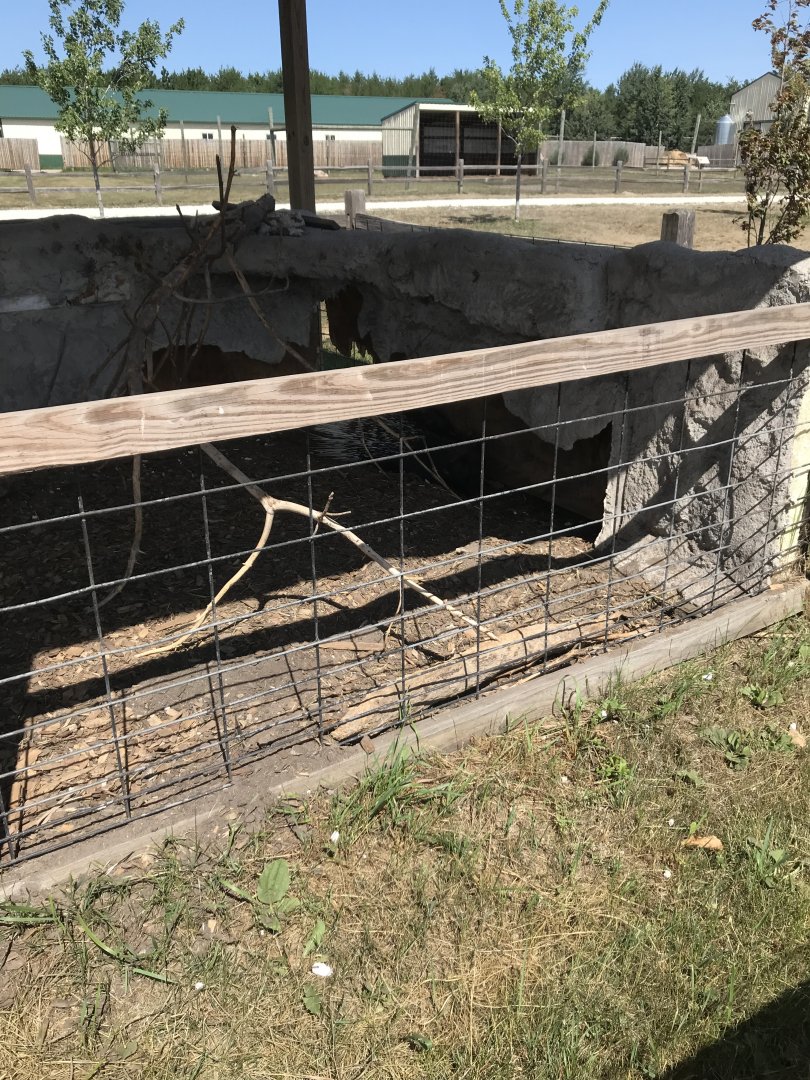 “Africa”- cape porcupine exhibit