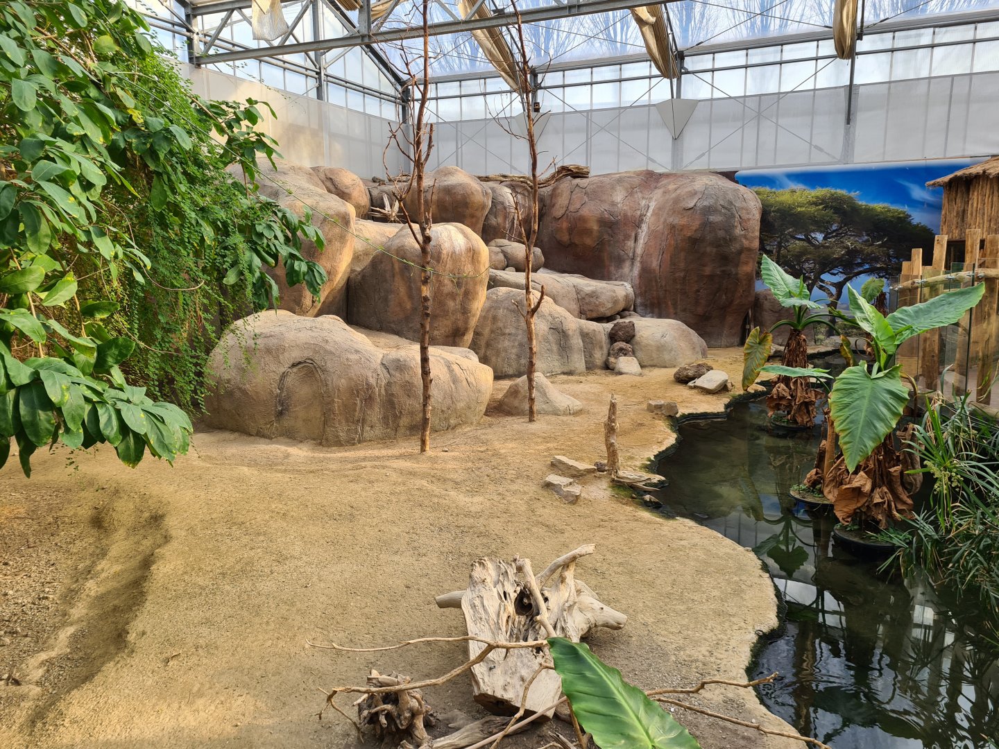 Africa - Cape rock hyrax enclosure