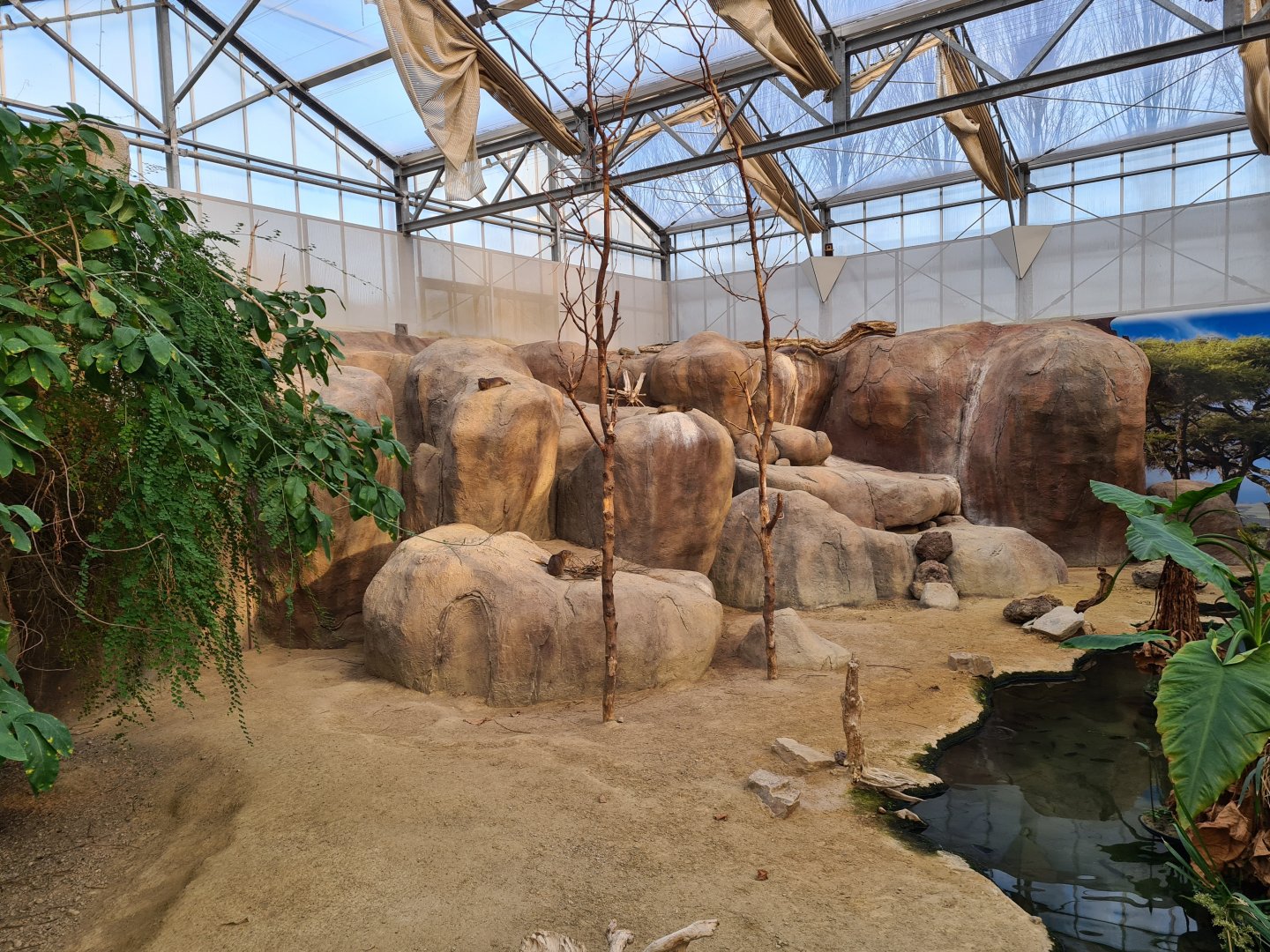 Africa - Cape rock hyrax enclosure