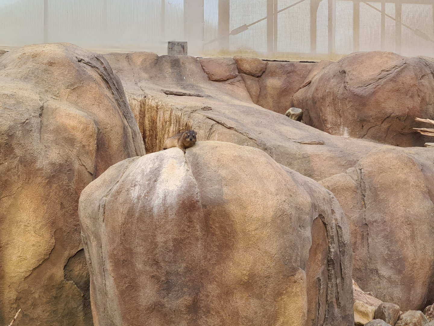 Africa - Cape rock hyrax in Crocodile river