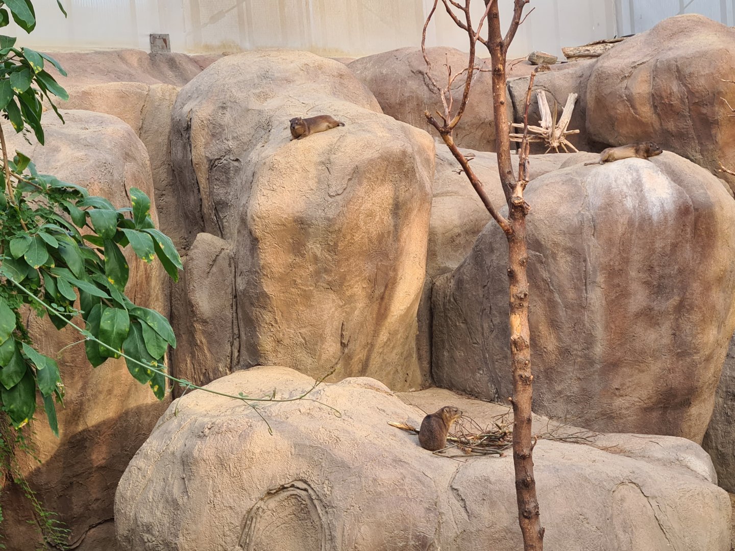 Africa - Cape rock hyraxes in Crocodile river