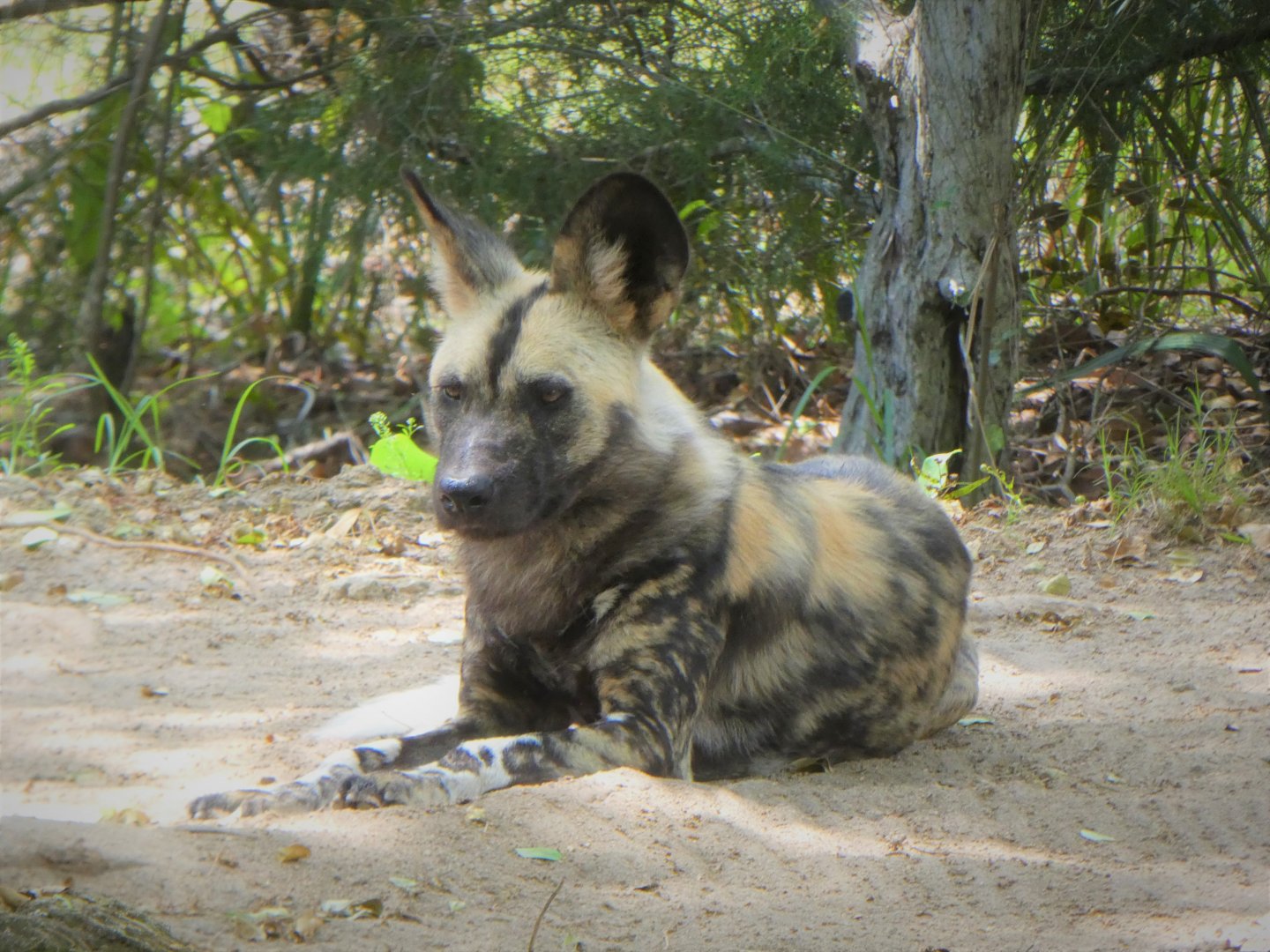 Africa - Cape Wild Dog