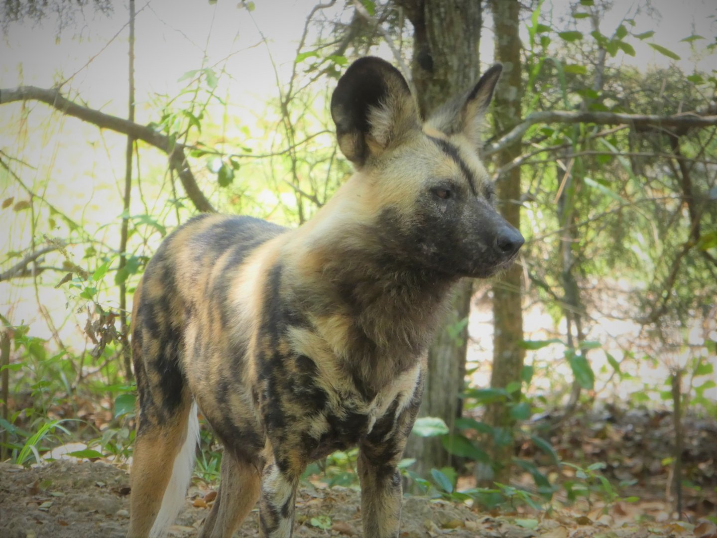 Africa - Cape Wild Dog