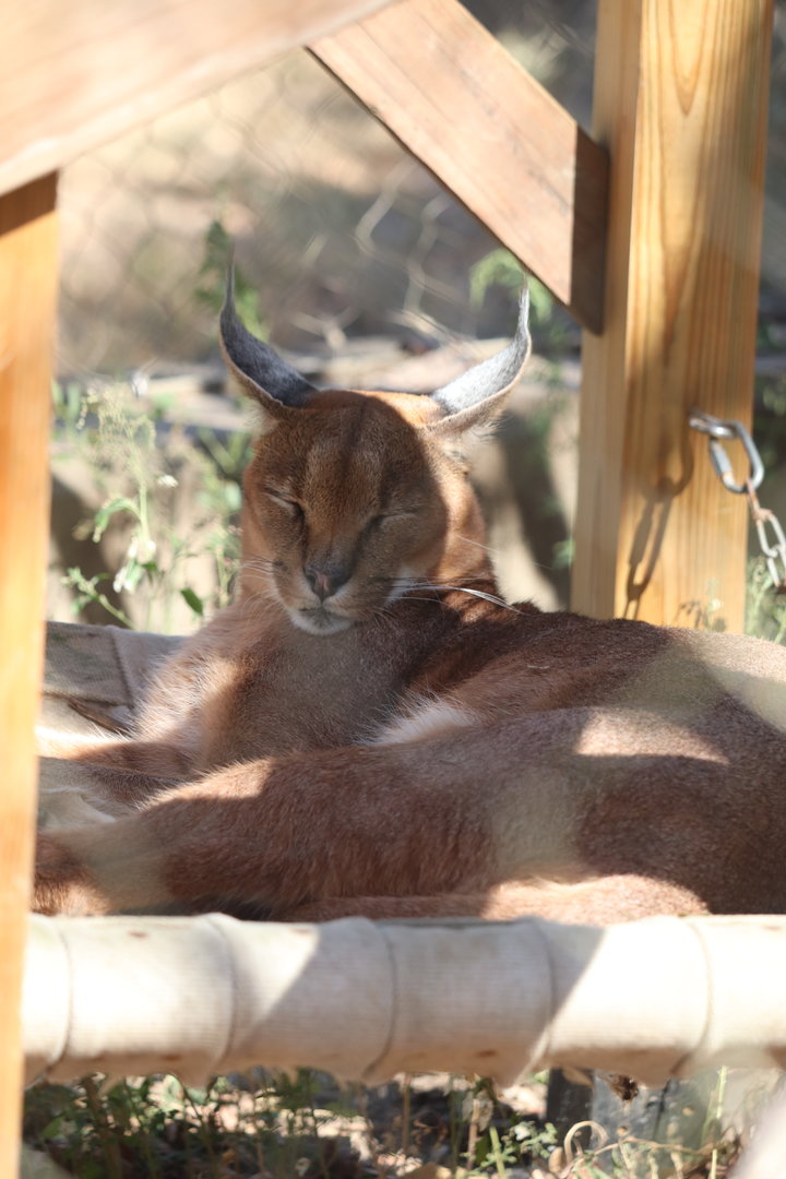 Africa- Caracal