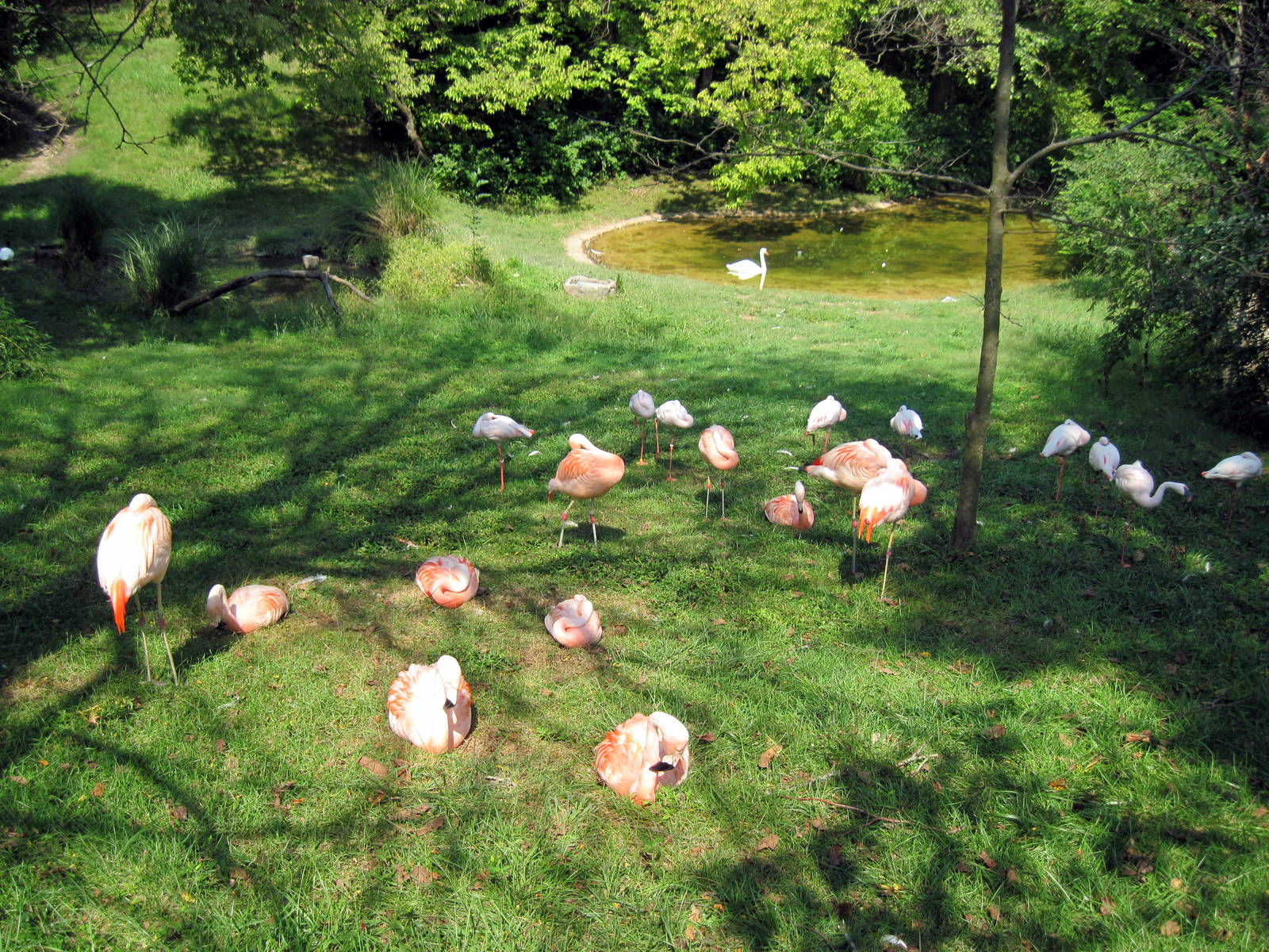 Africa-Caribbean and Lesser Flamingos