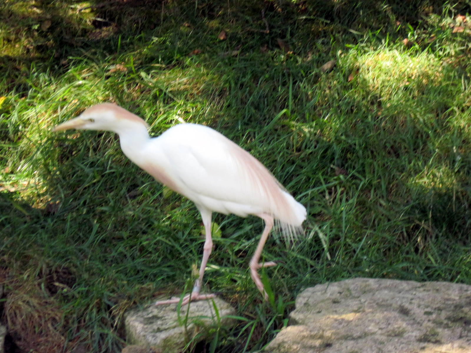 Africa-Cattle Egret