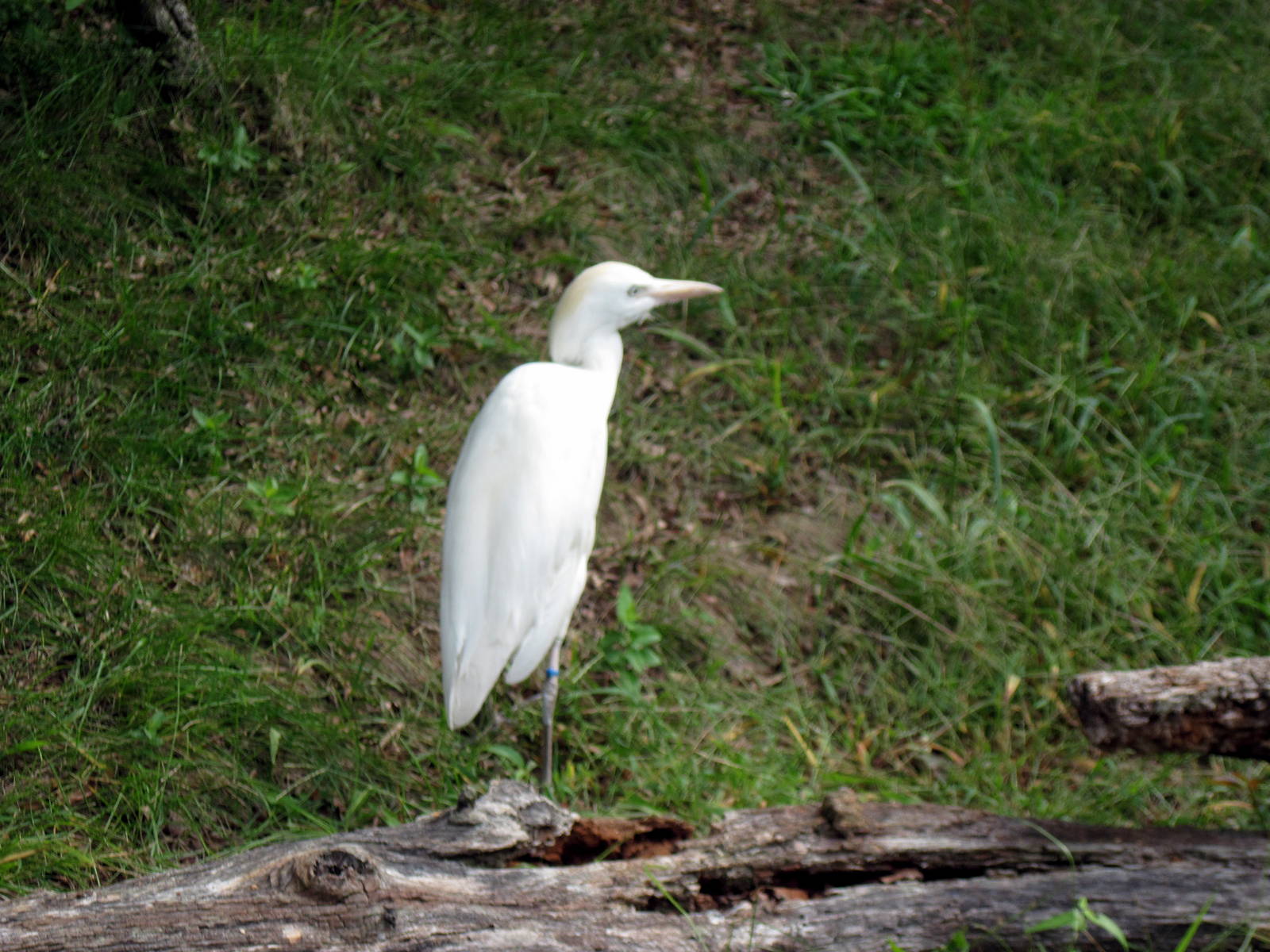 Africa-Cattle Egret