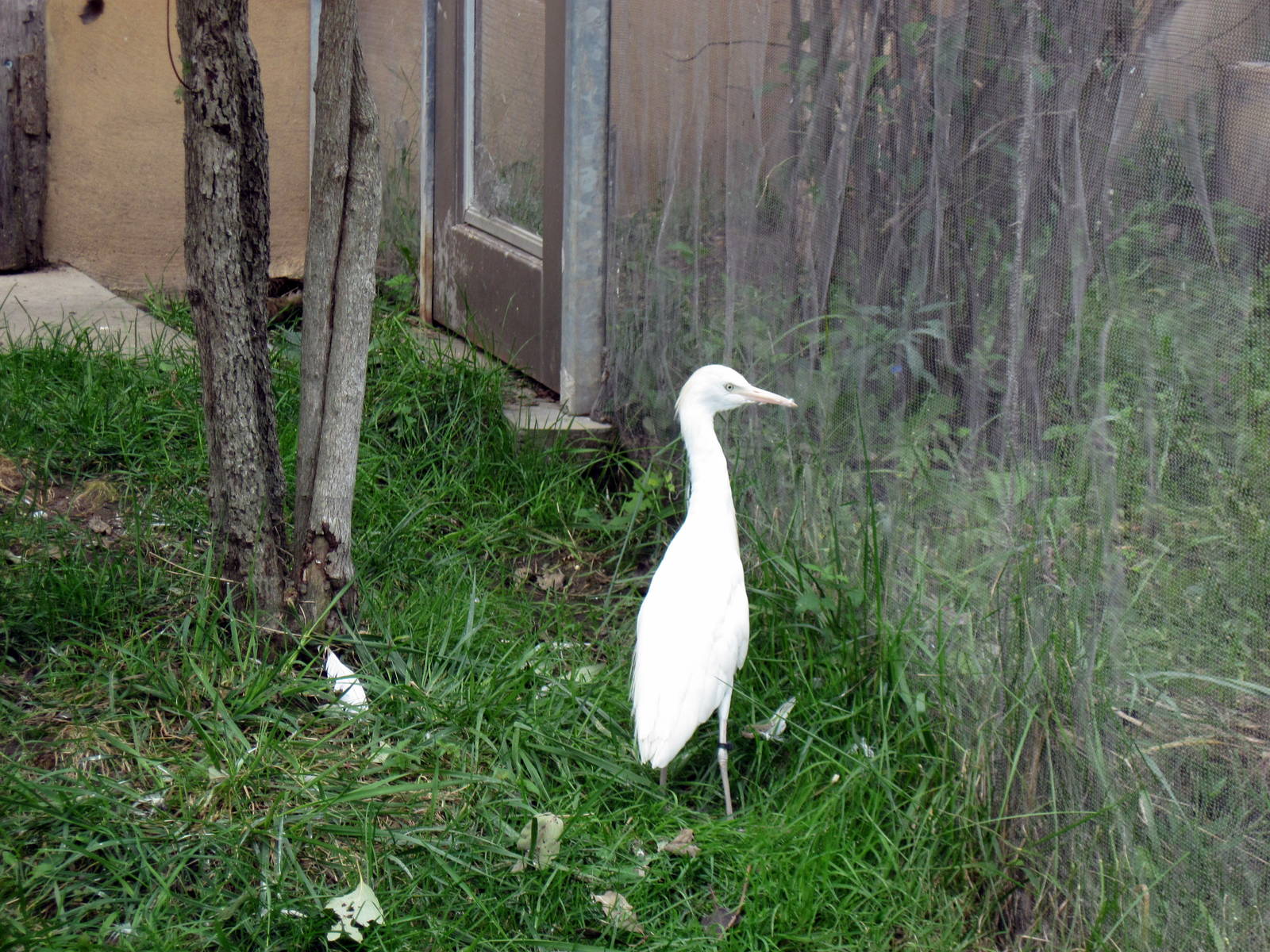 Africa-Cattle Egret