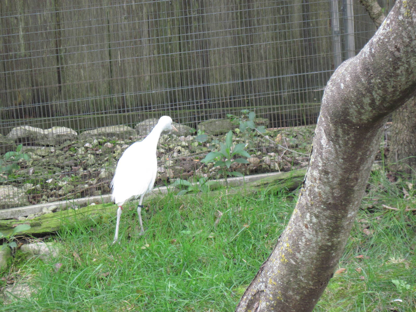 Africa-Cattle Egret