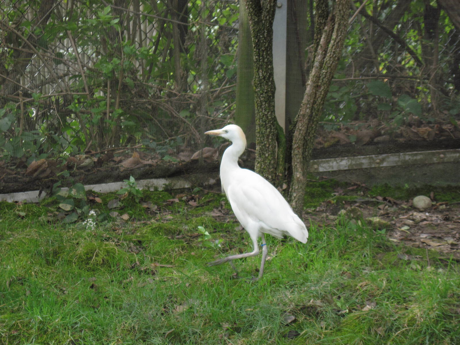 Africa-Cattle Egret