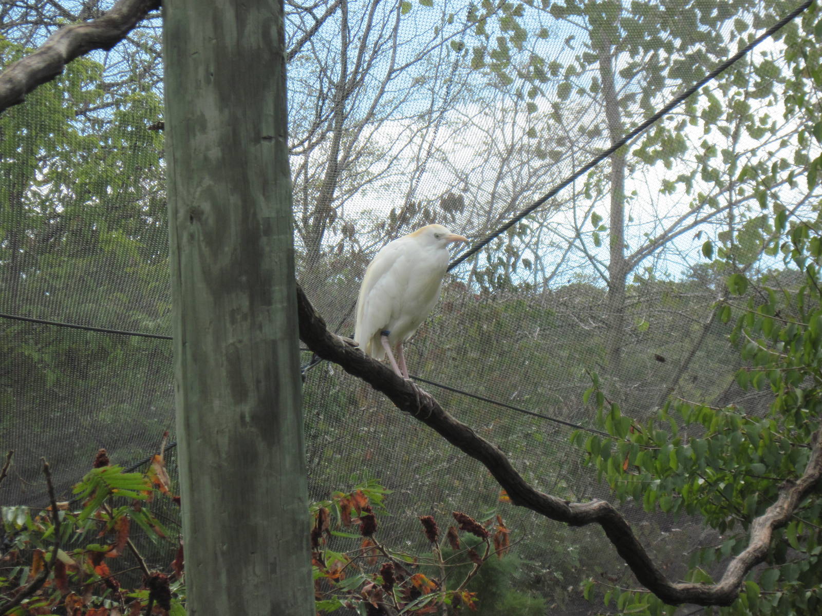 Africa-Cattle Egret