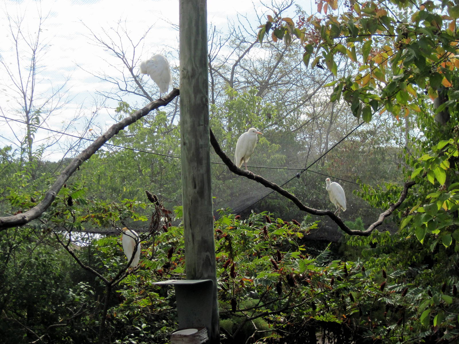 Africa-Cattle Egrets