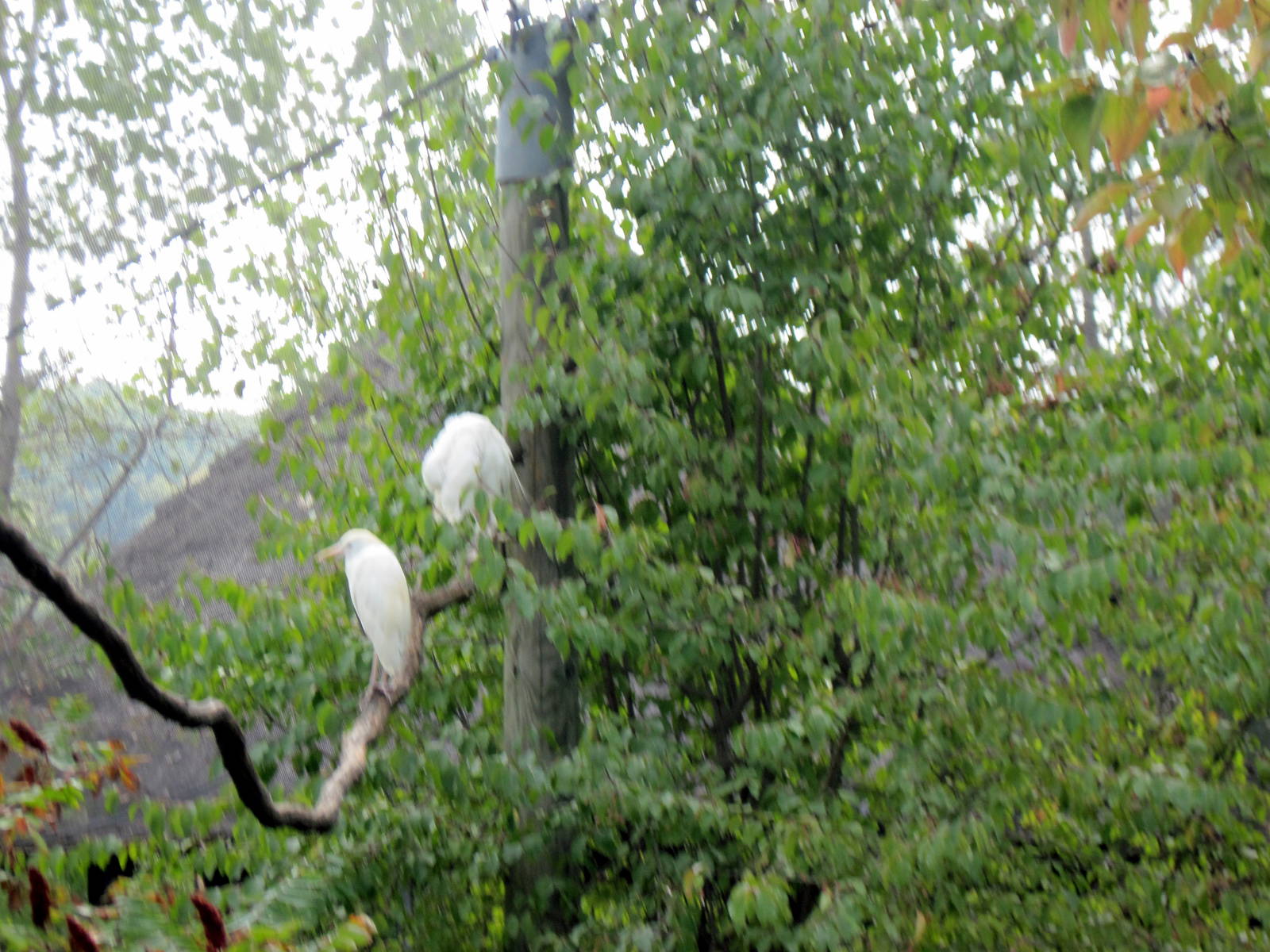 Africa-Cattle Egrets