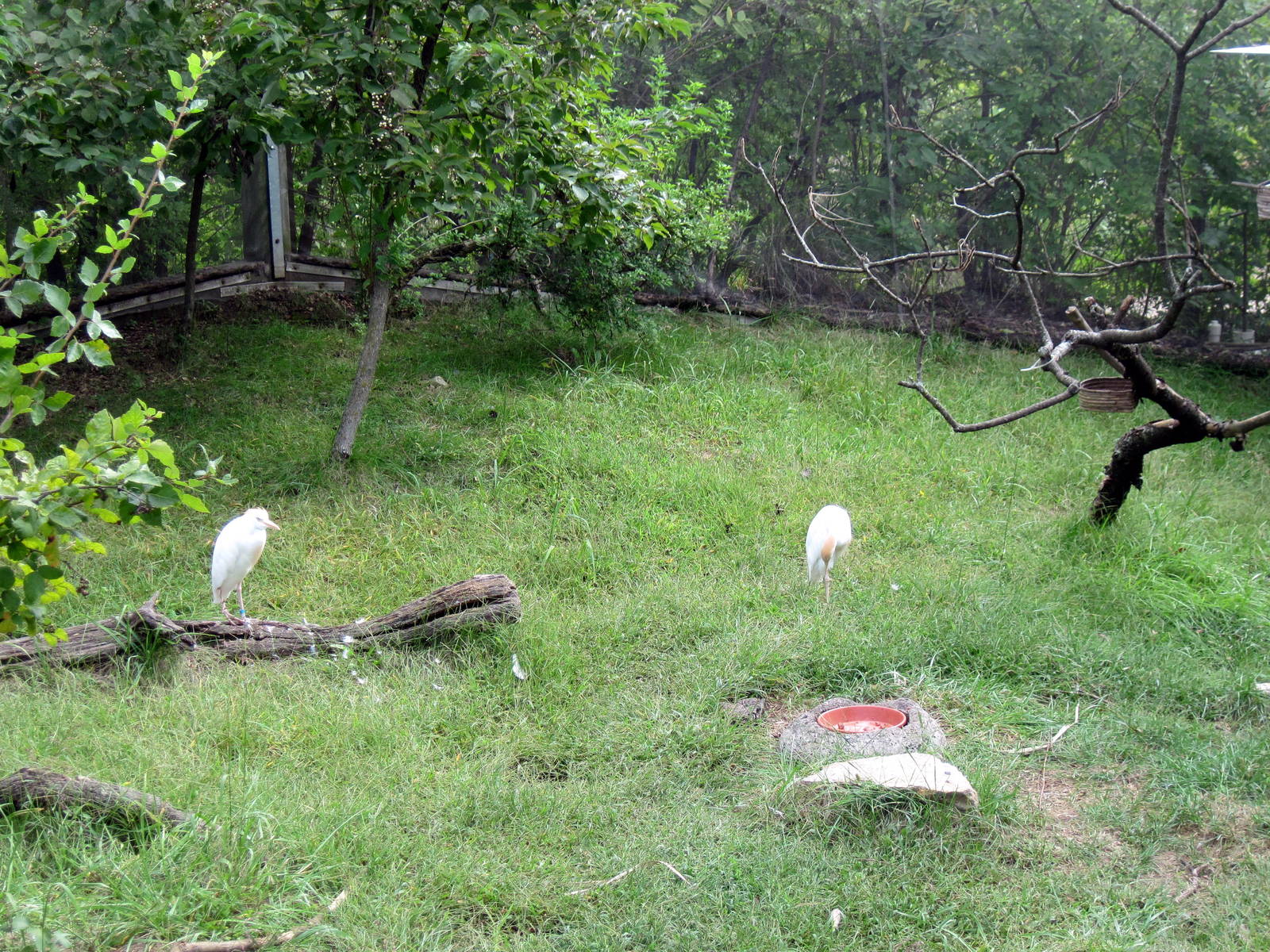 Africa-Cattle Egrets