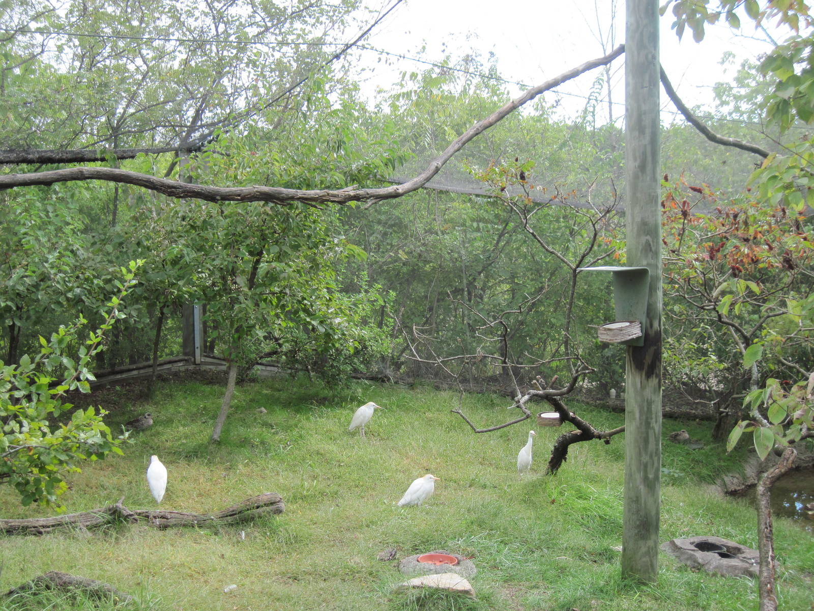 Africa-Cattle Egrets