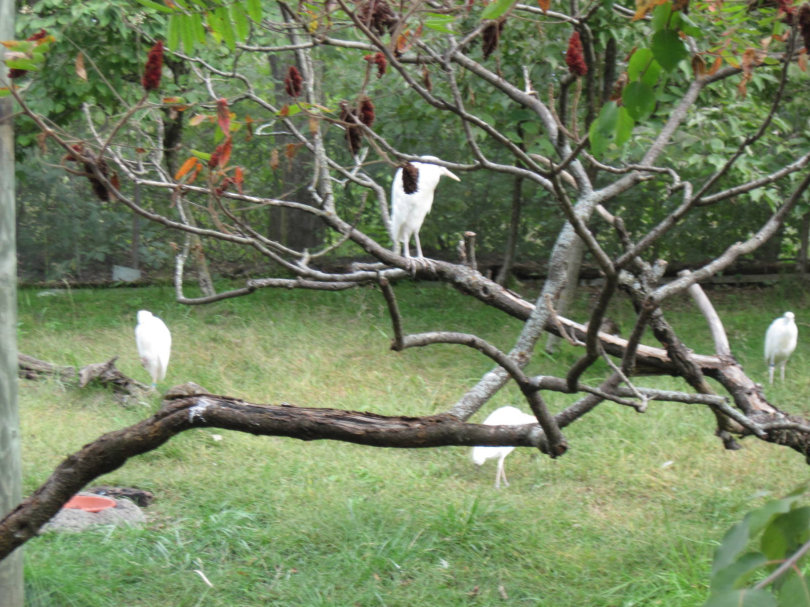 Africa-Cattle Egrets
