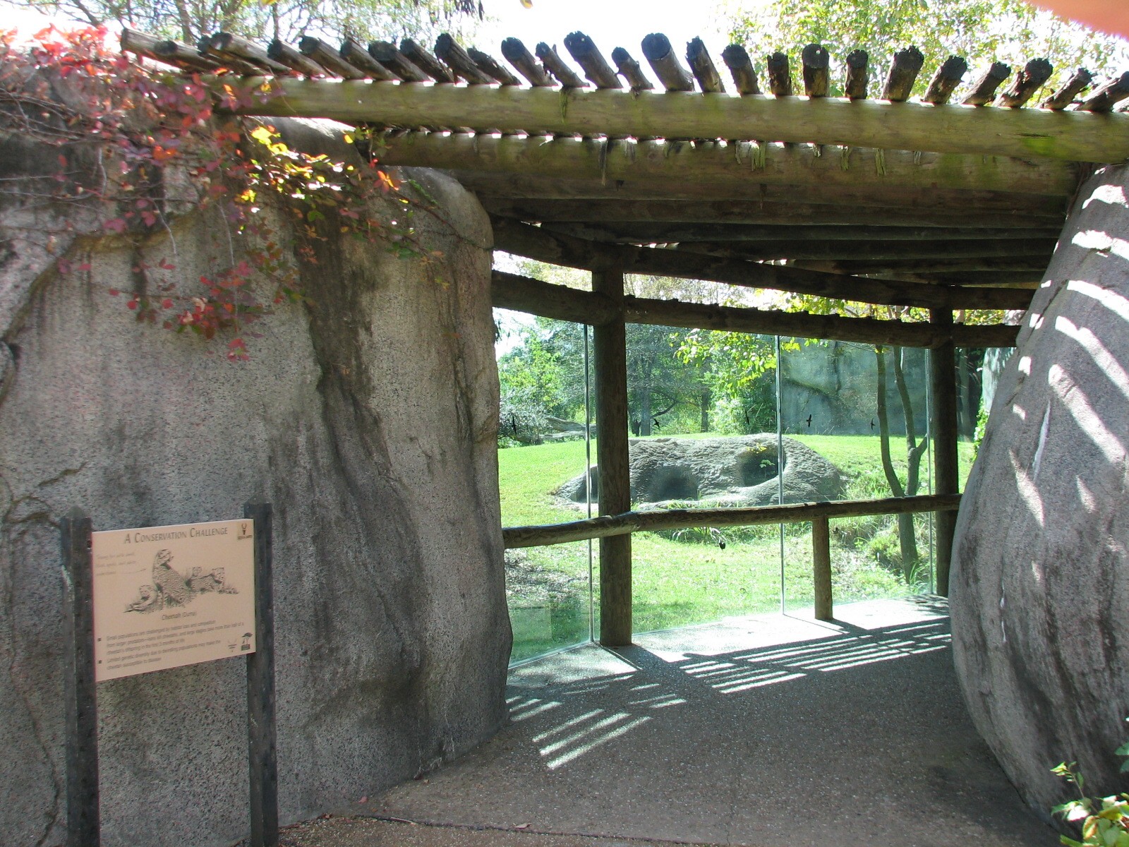 Africa - Cheetah Exhibit Viewing Area