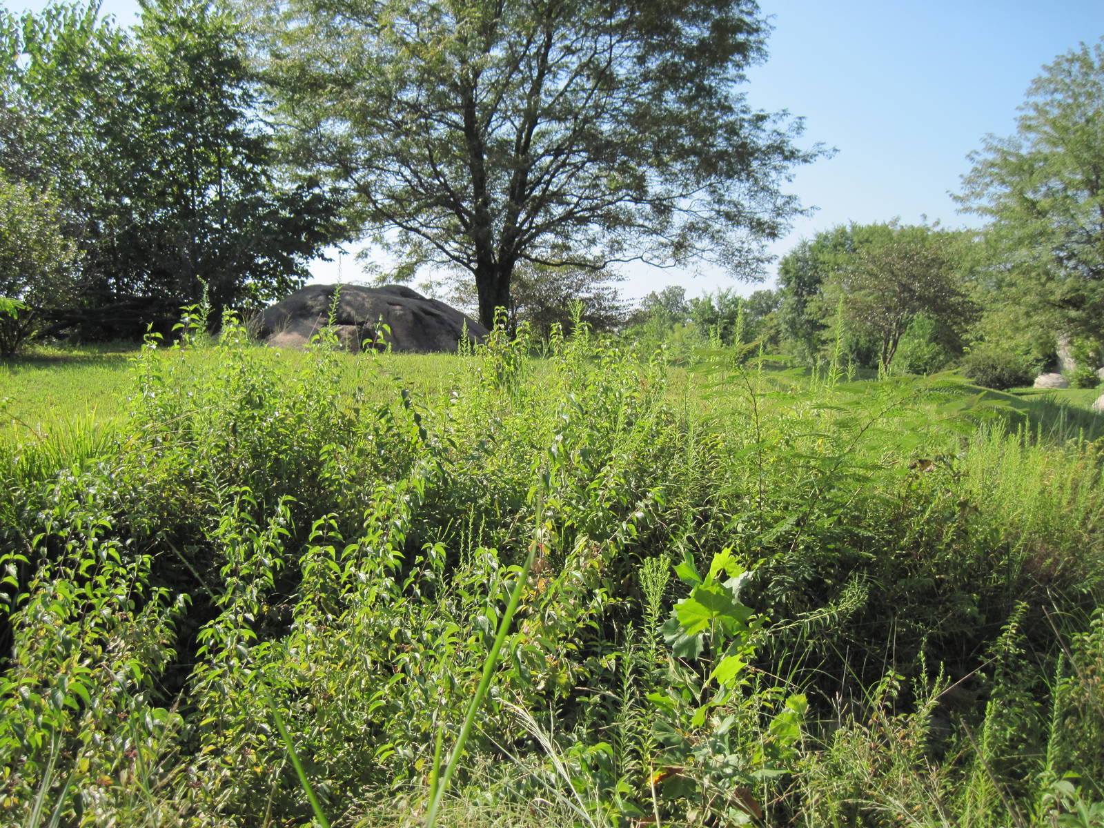Africa-Cheetah Exhibit