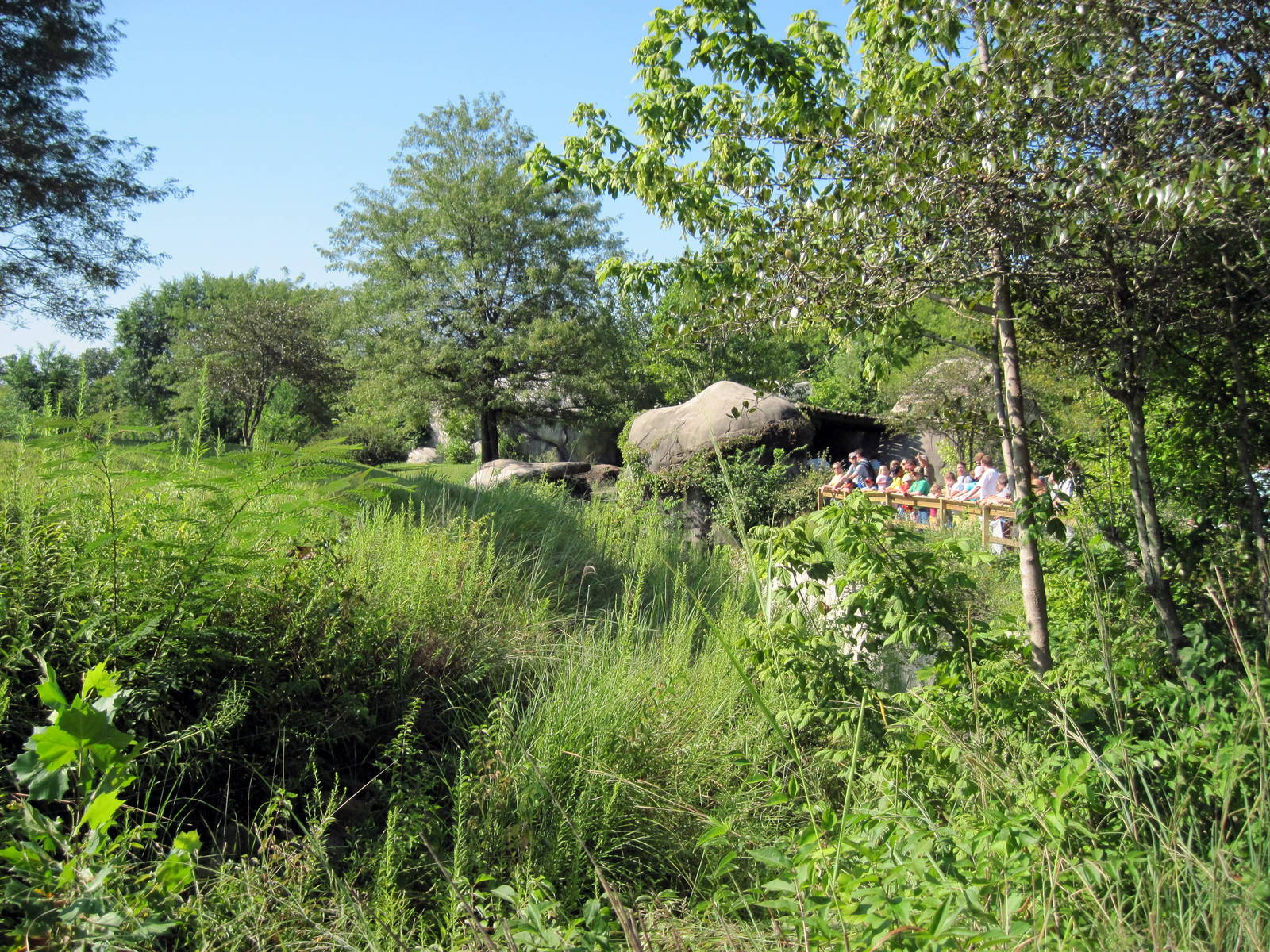 Africa-Cheetah Exhibit