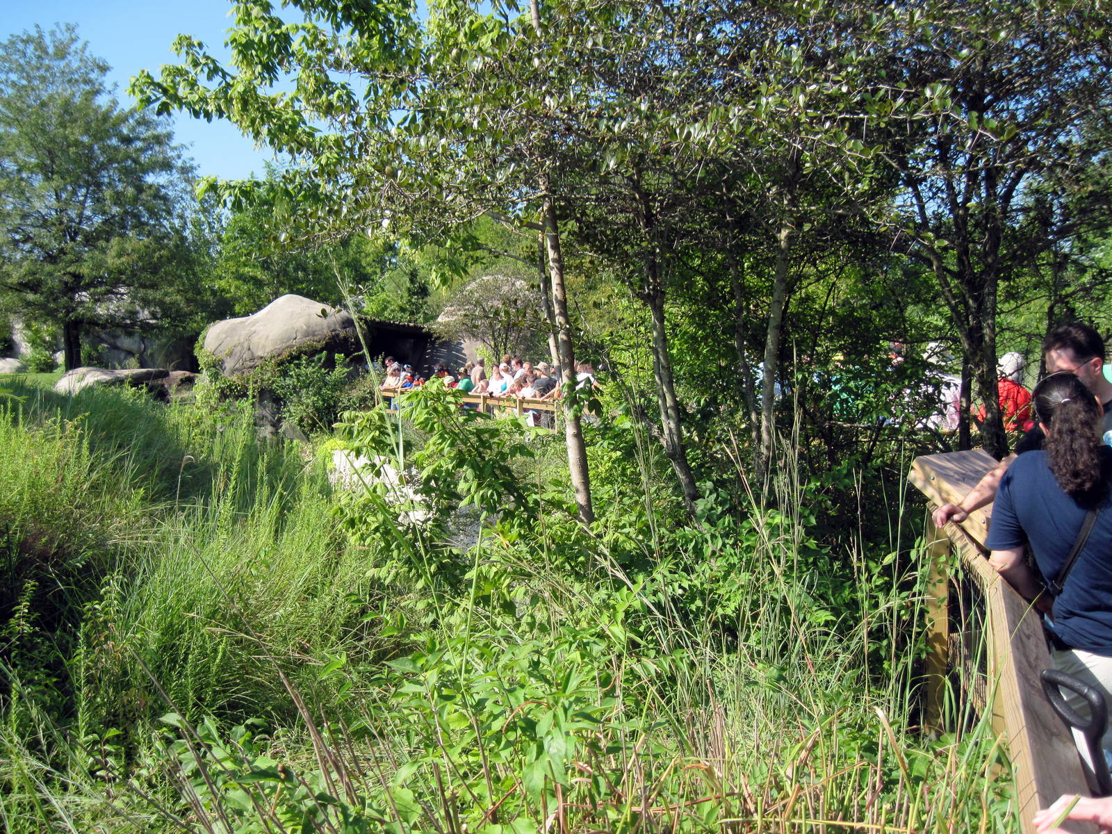 Africa-Cheetah Exhibit