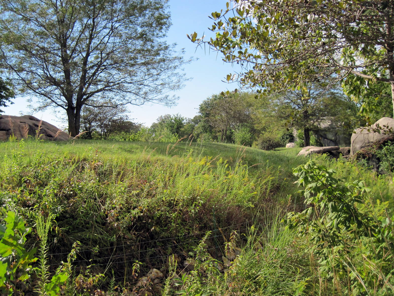 Africa-Cheetah Exhibit
