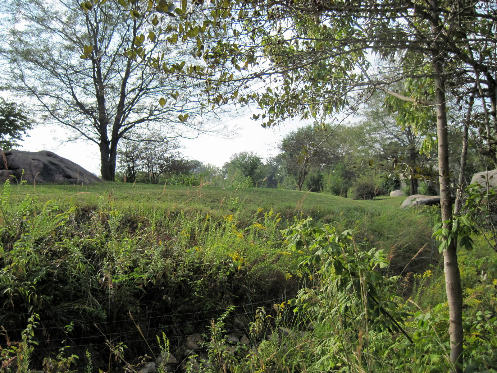 Africa-Cheetah Exhibit