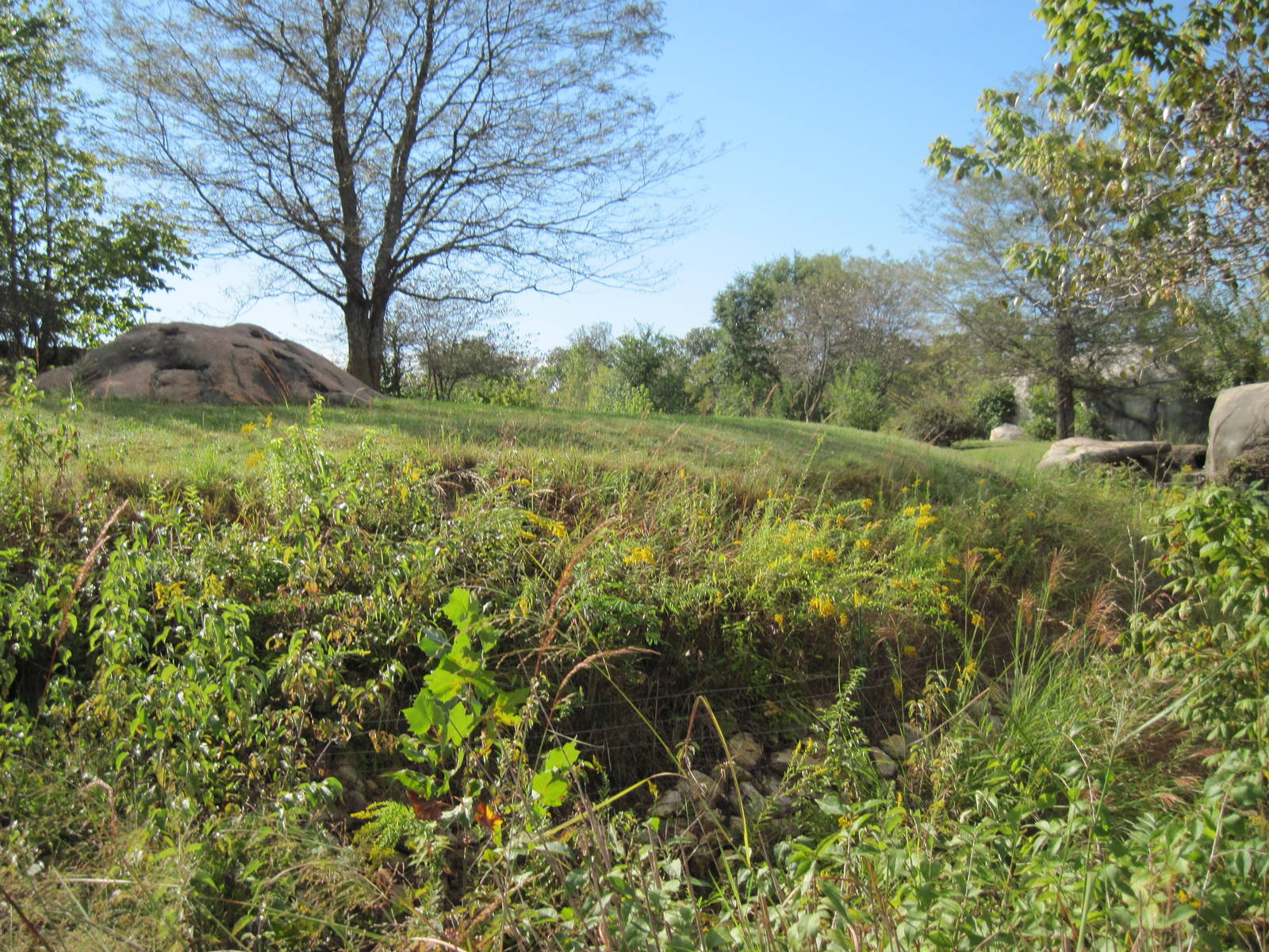 Africa-Cheetah Exhibit