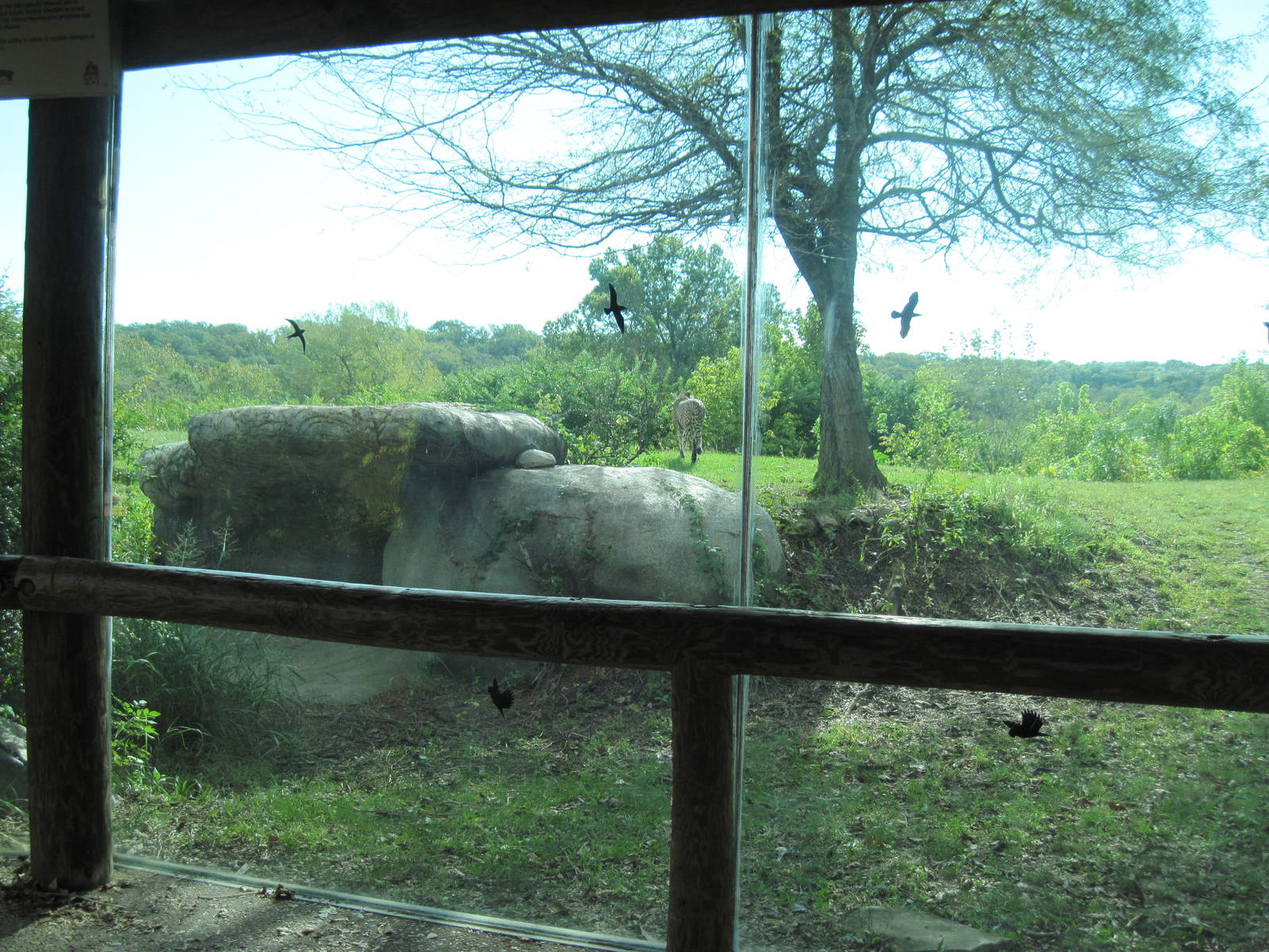 Africa-Cheetah Exhibit