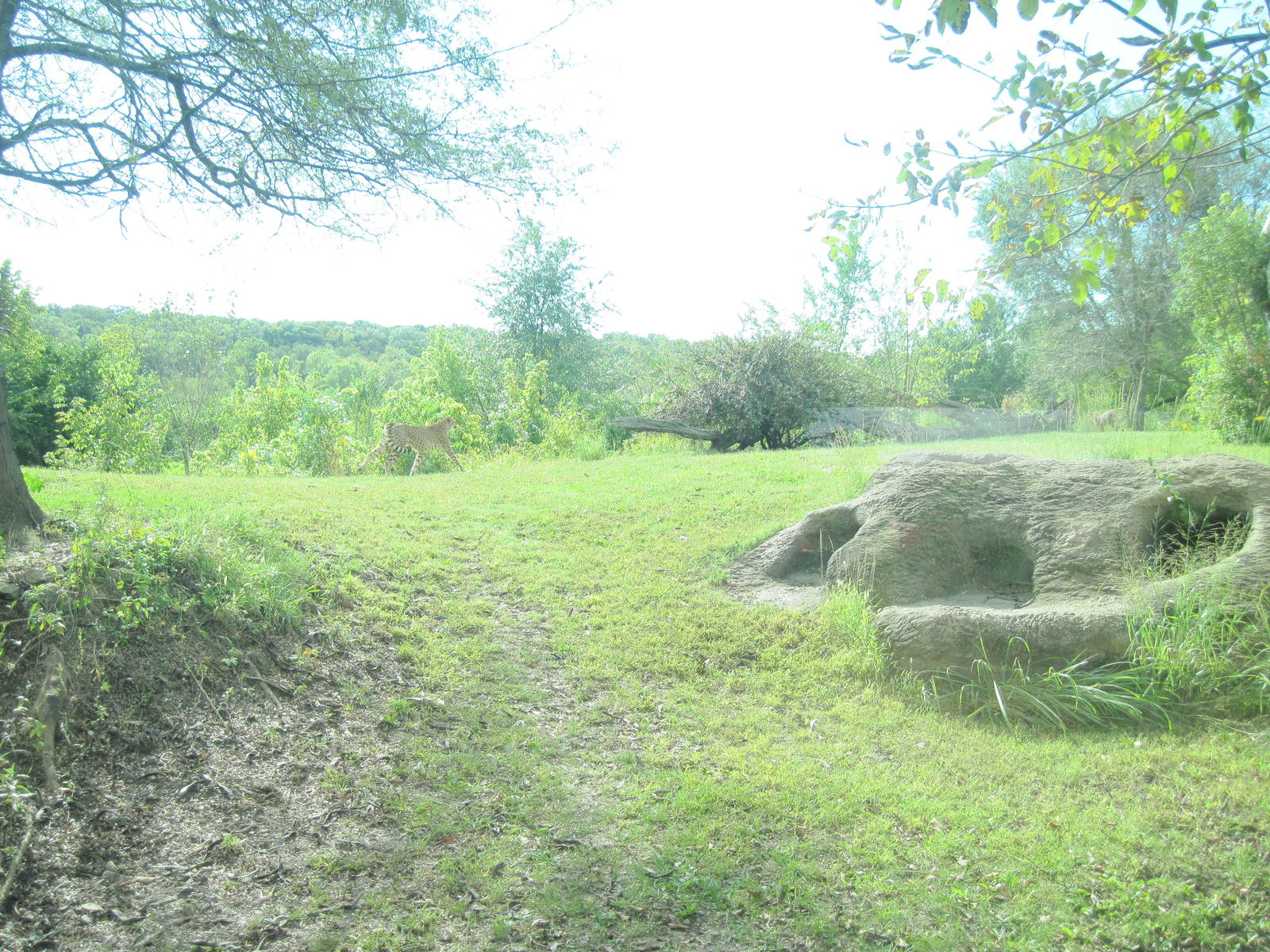 Africa-Cheetah Exhibit
