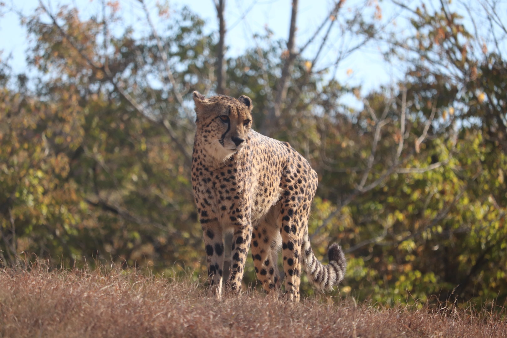 Africa - Cheetah