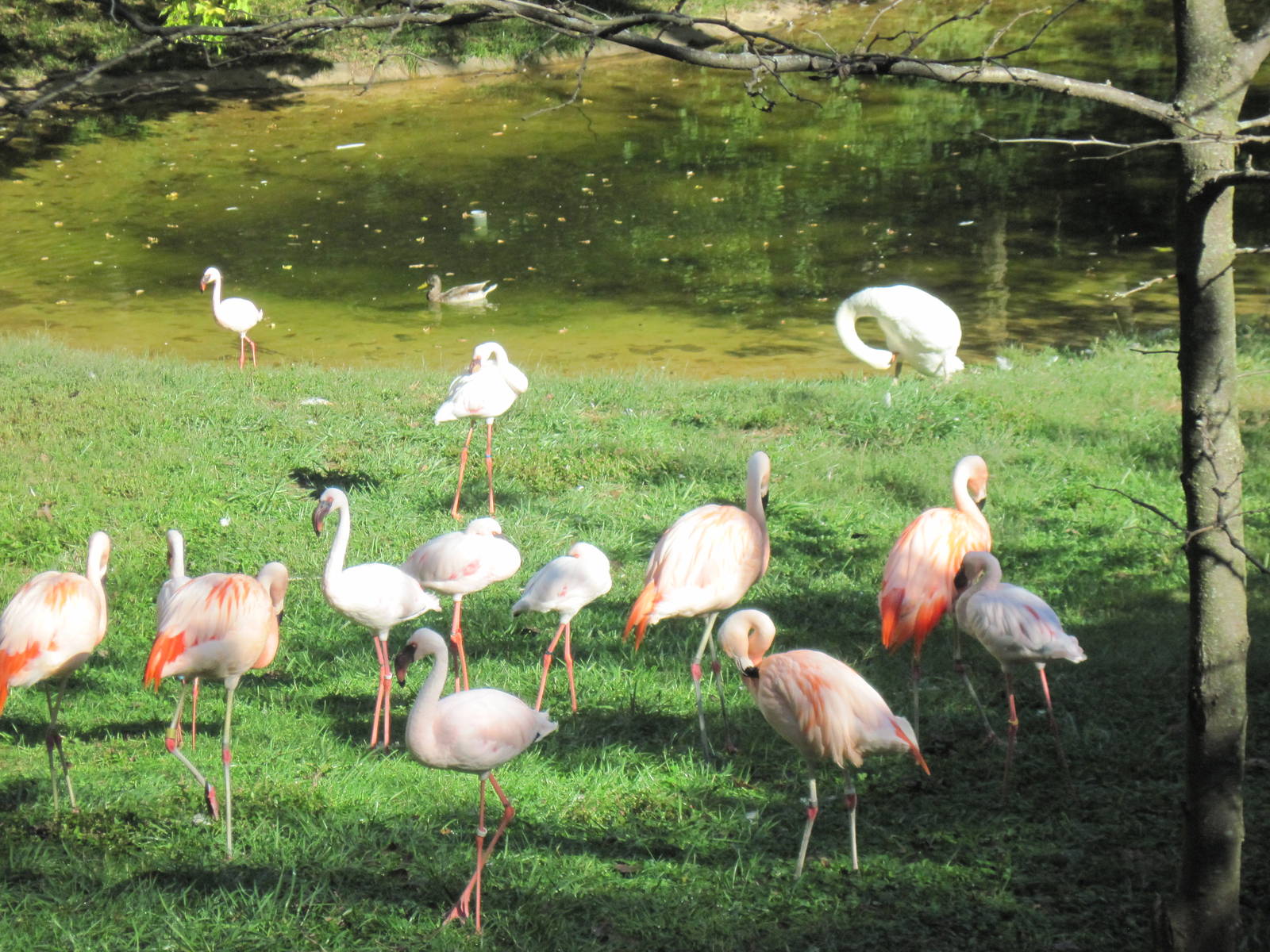 Africa-Chilean and Lesser Flamingos and Mute Swan