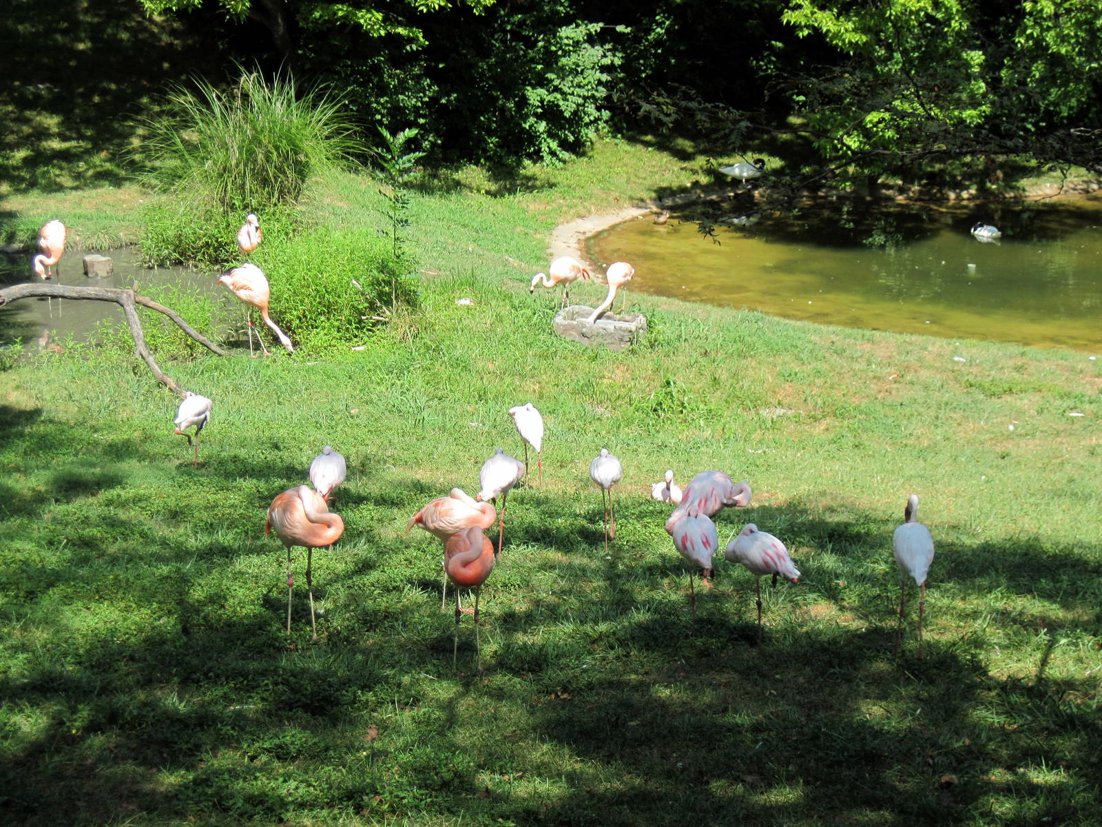 Africa-Chilean and Lesser Flamingos