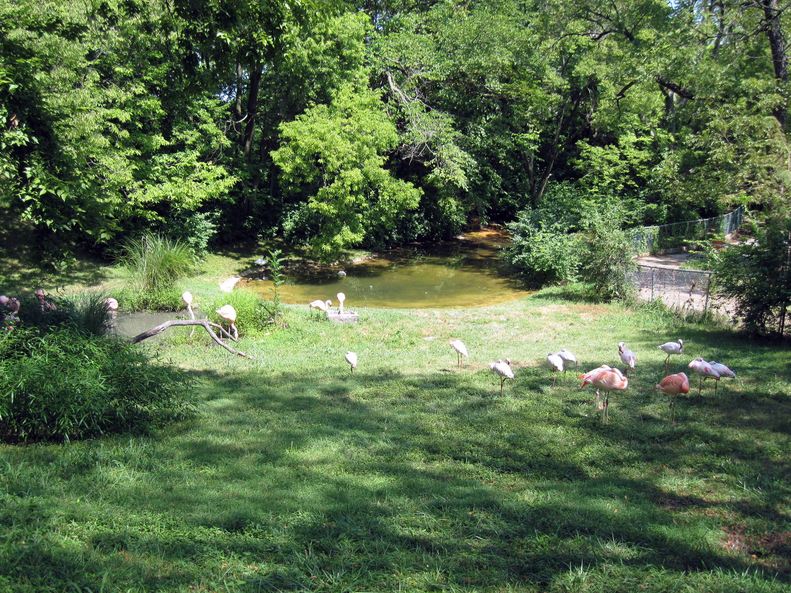 Africa-Chilean and Lesser Flamingos