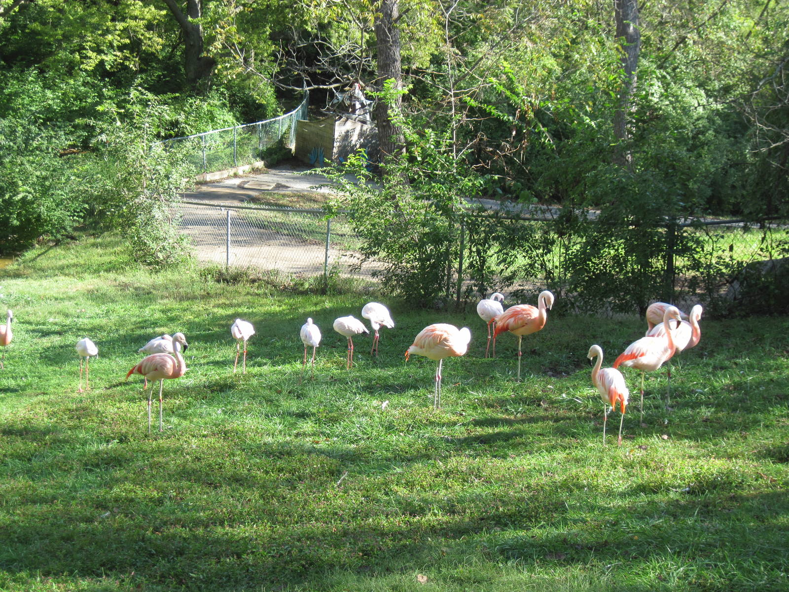 Africa-Chilean and Lesser Flamingos