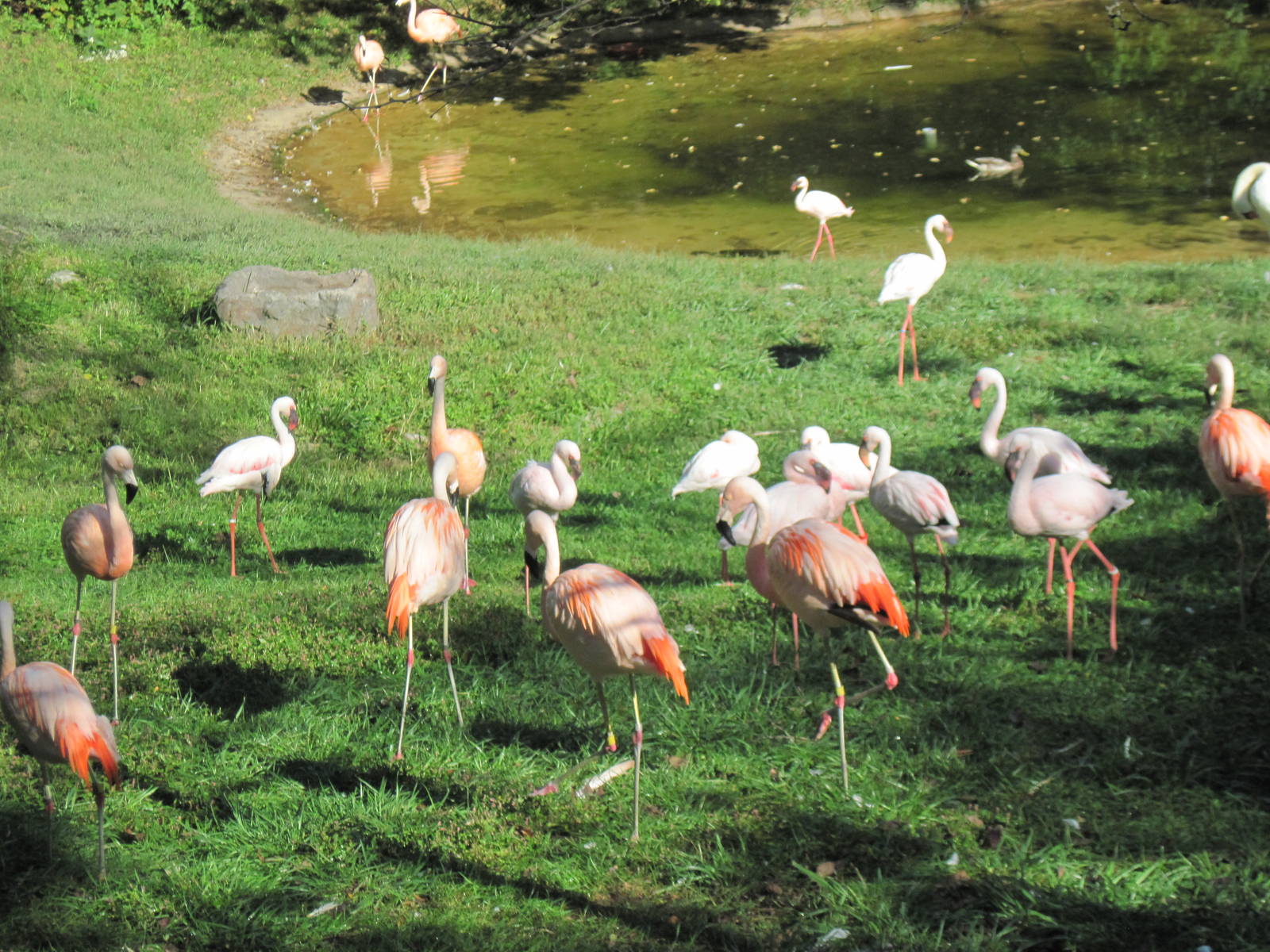 Africa-Chilean and Lesser Flamingos