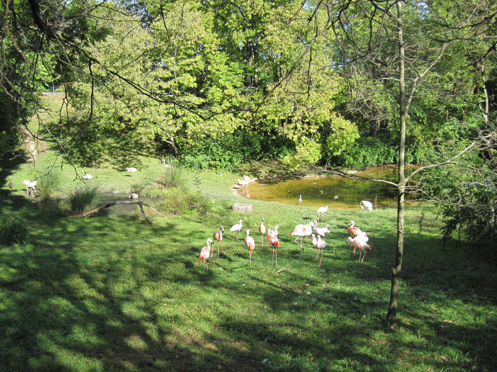 Africa-Chilean and Lesser Flamingos