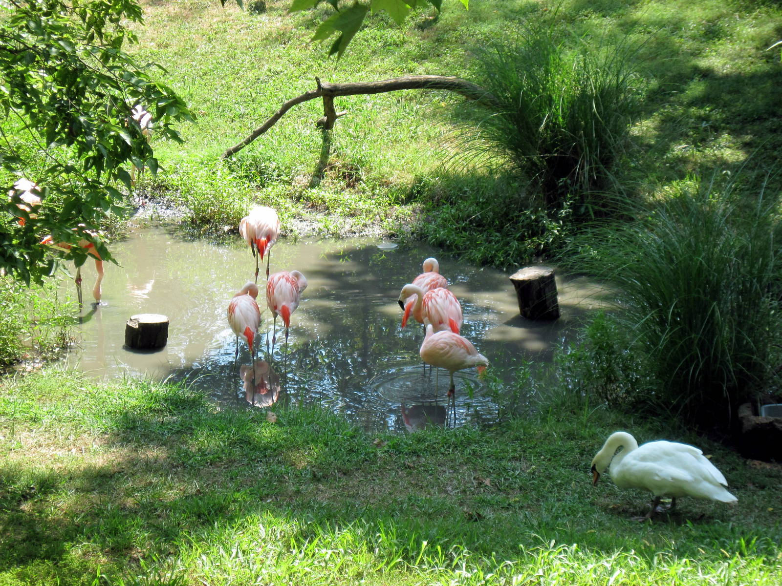 Africa-Chilean Flamingos and Mute Swan
