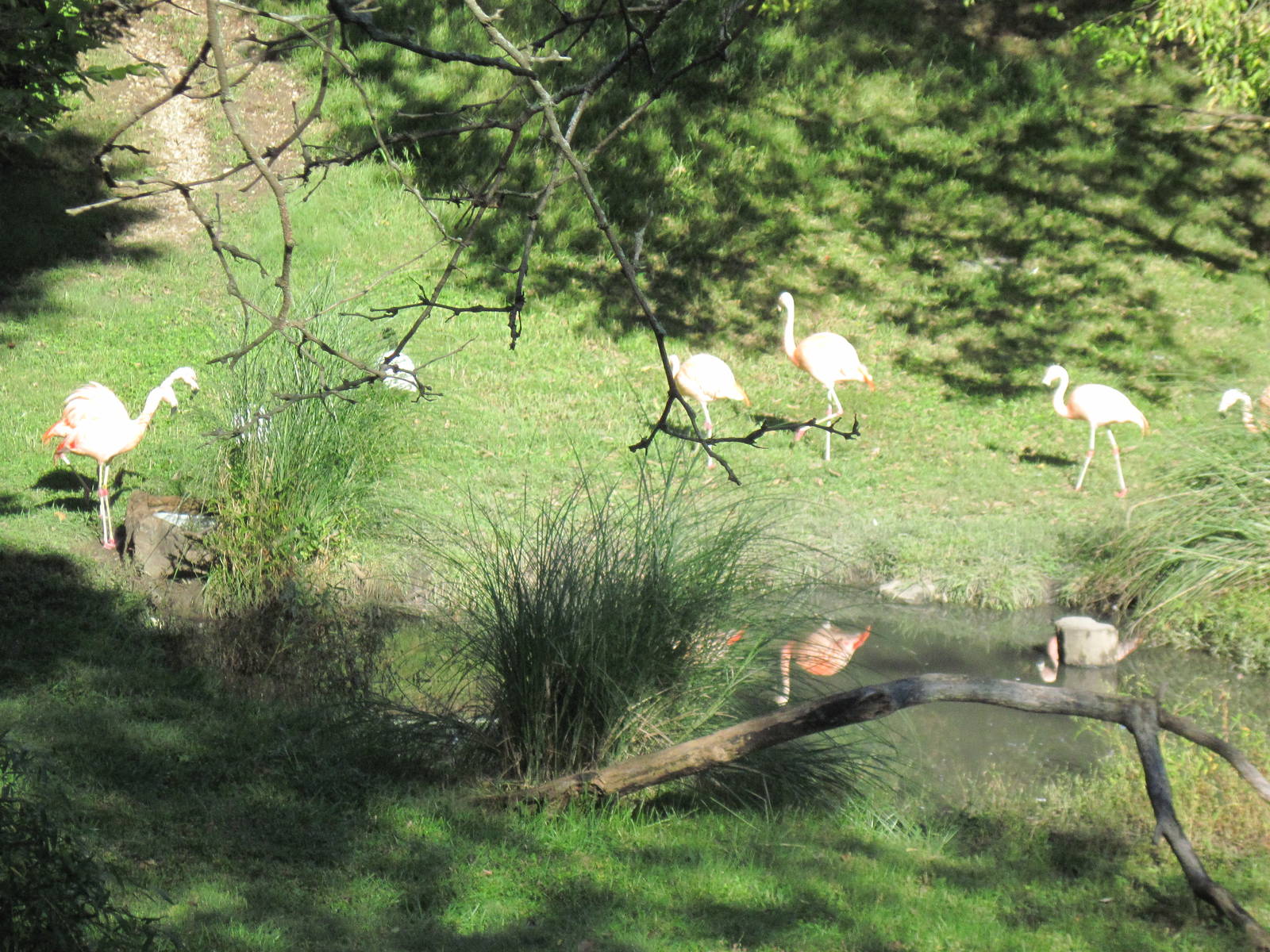 Africa-Chilean Flamingos