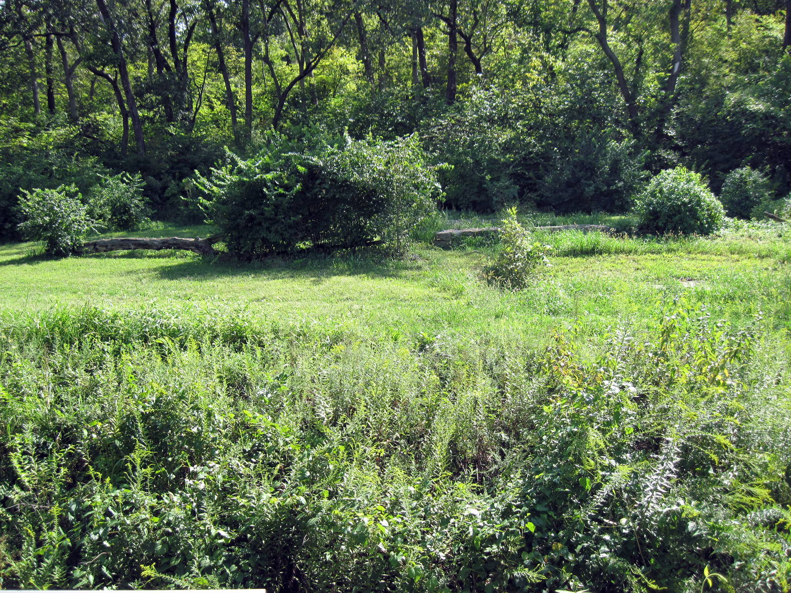 Africa-Chimpanzee Exhibit