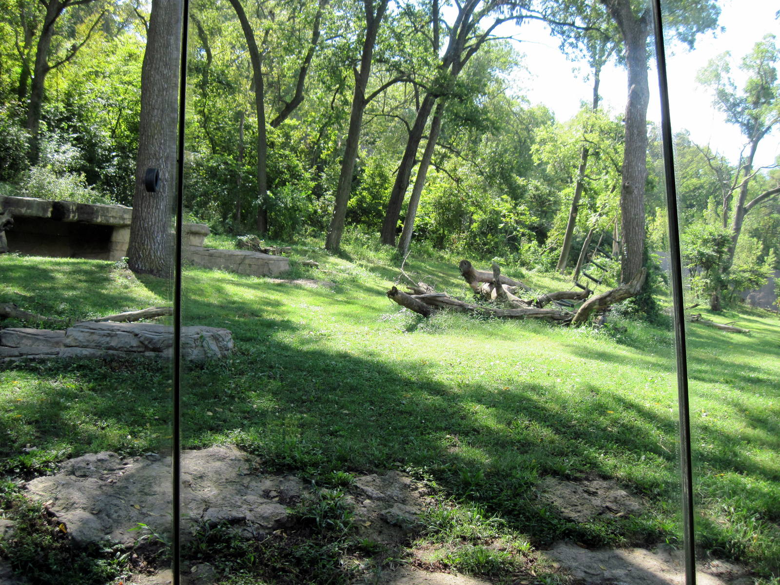 Africa-Chimpanzee Exhibit