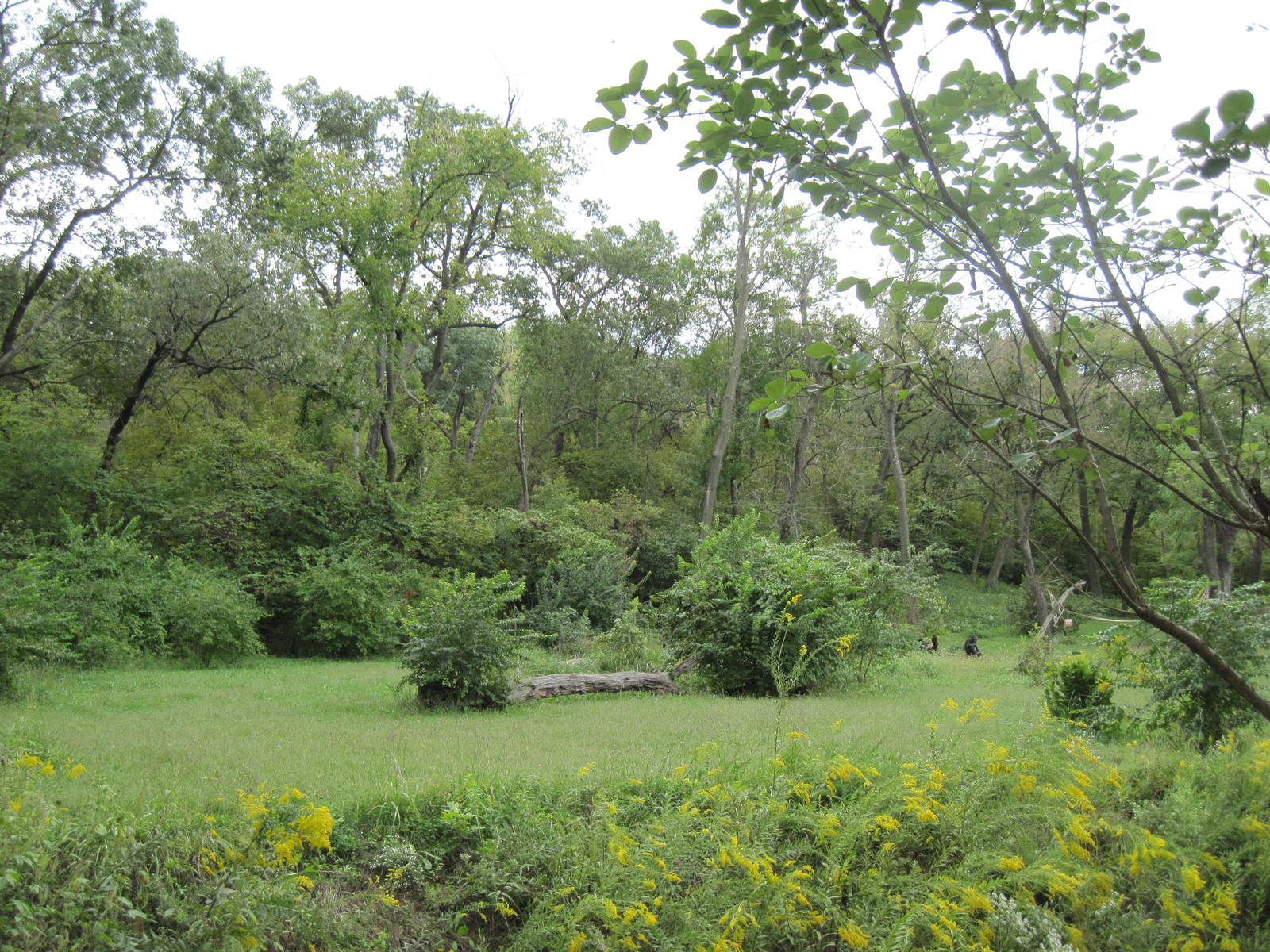 Africa-Chimpanzee Exhibit