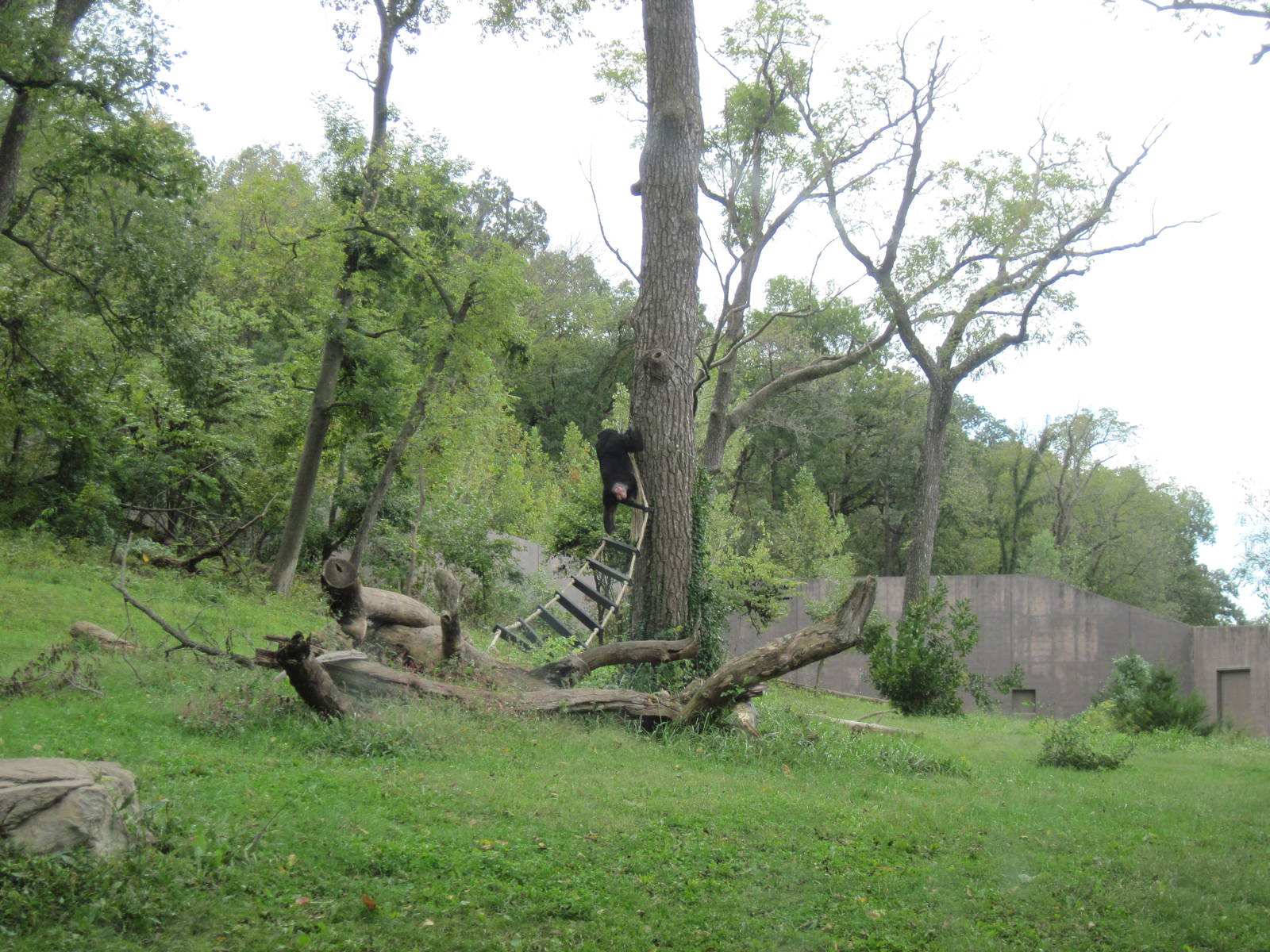 Africa-Chimpanzee Exhibit
