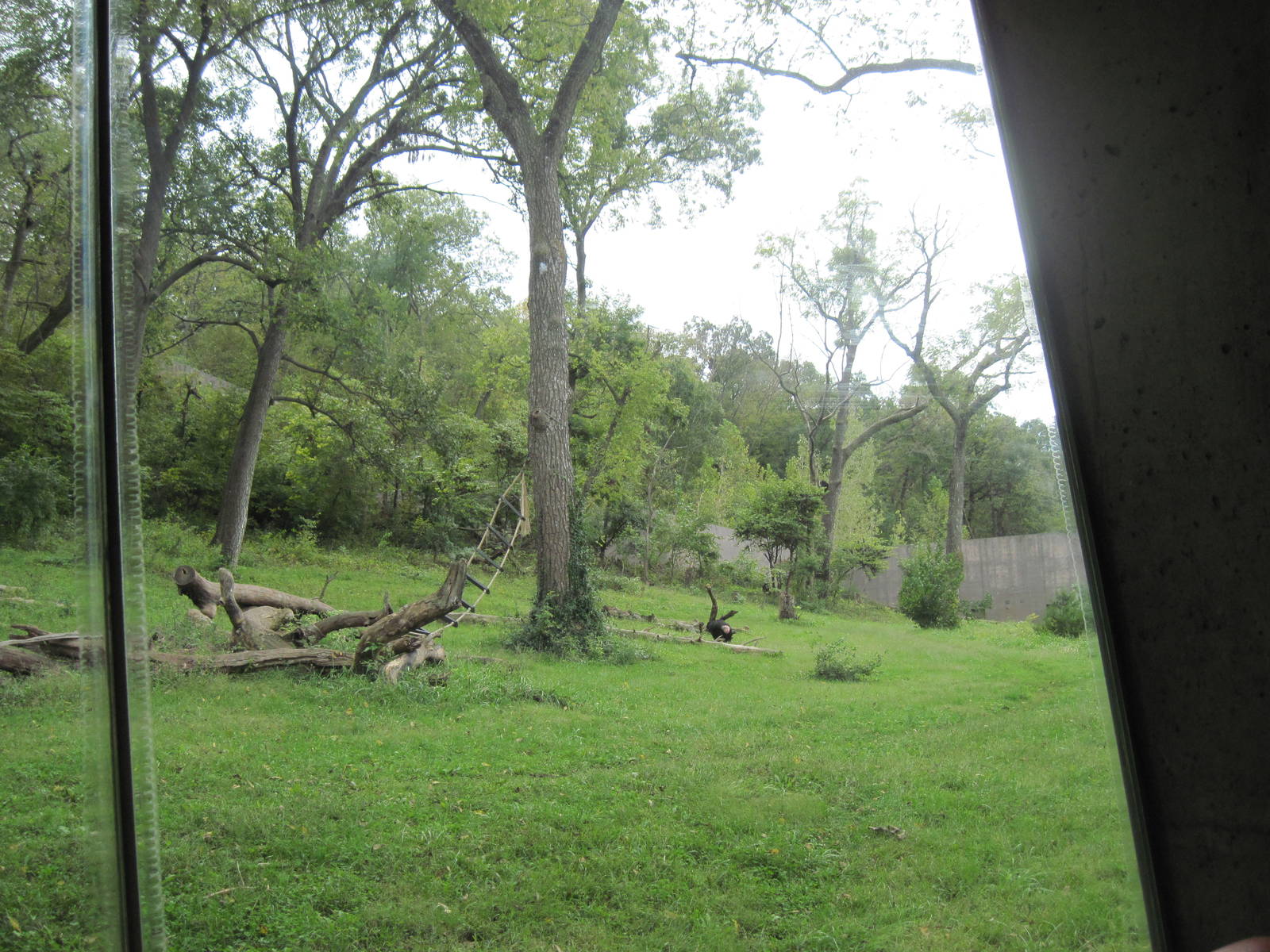 Africa-Chimpanzee Exhibit